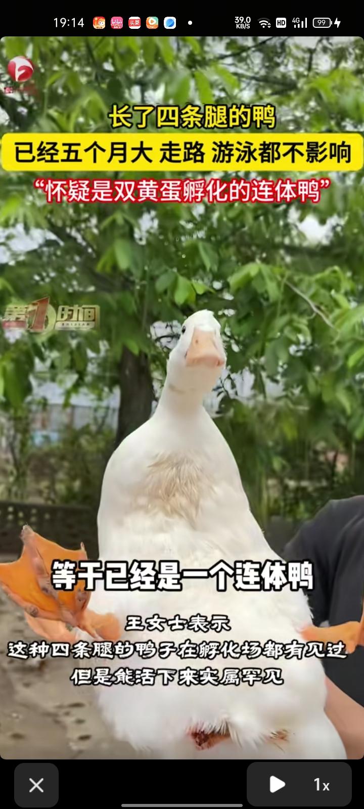3月27日，赣州市大余县。女子晒出长了四条腿的鸭，鸭蛋孵化的时候就有四条腿，这种