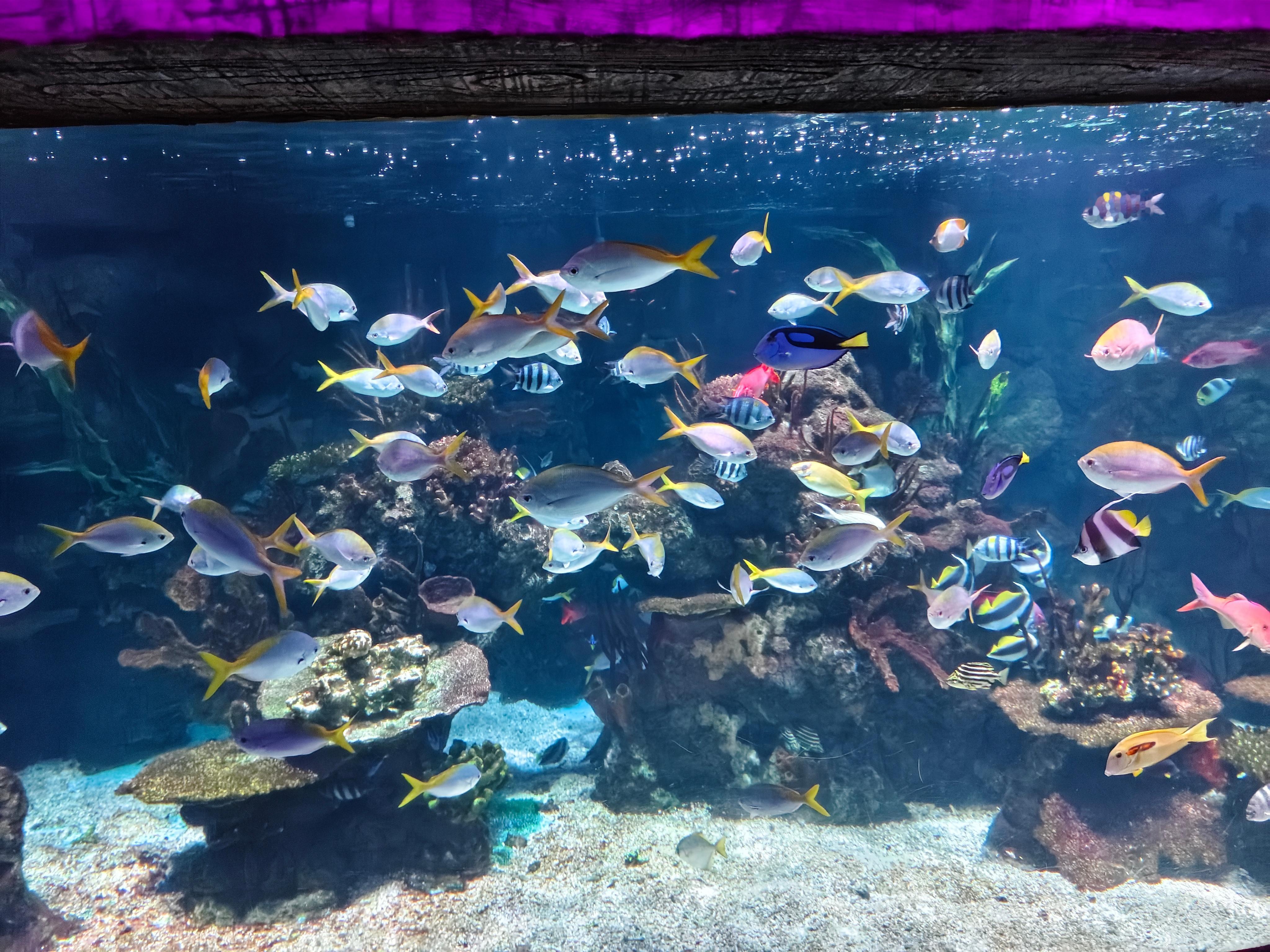 时隔多年后，再次打卡长风海洋世界，发现这里和记忆里的样子对不上号了！怎么感觉“缩