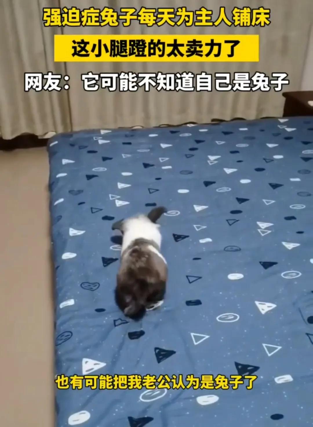 【养的兔子也成精了】

河北秦皇岛。

女子养的兔子每天给她老公铺床，并且床上有