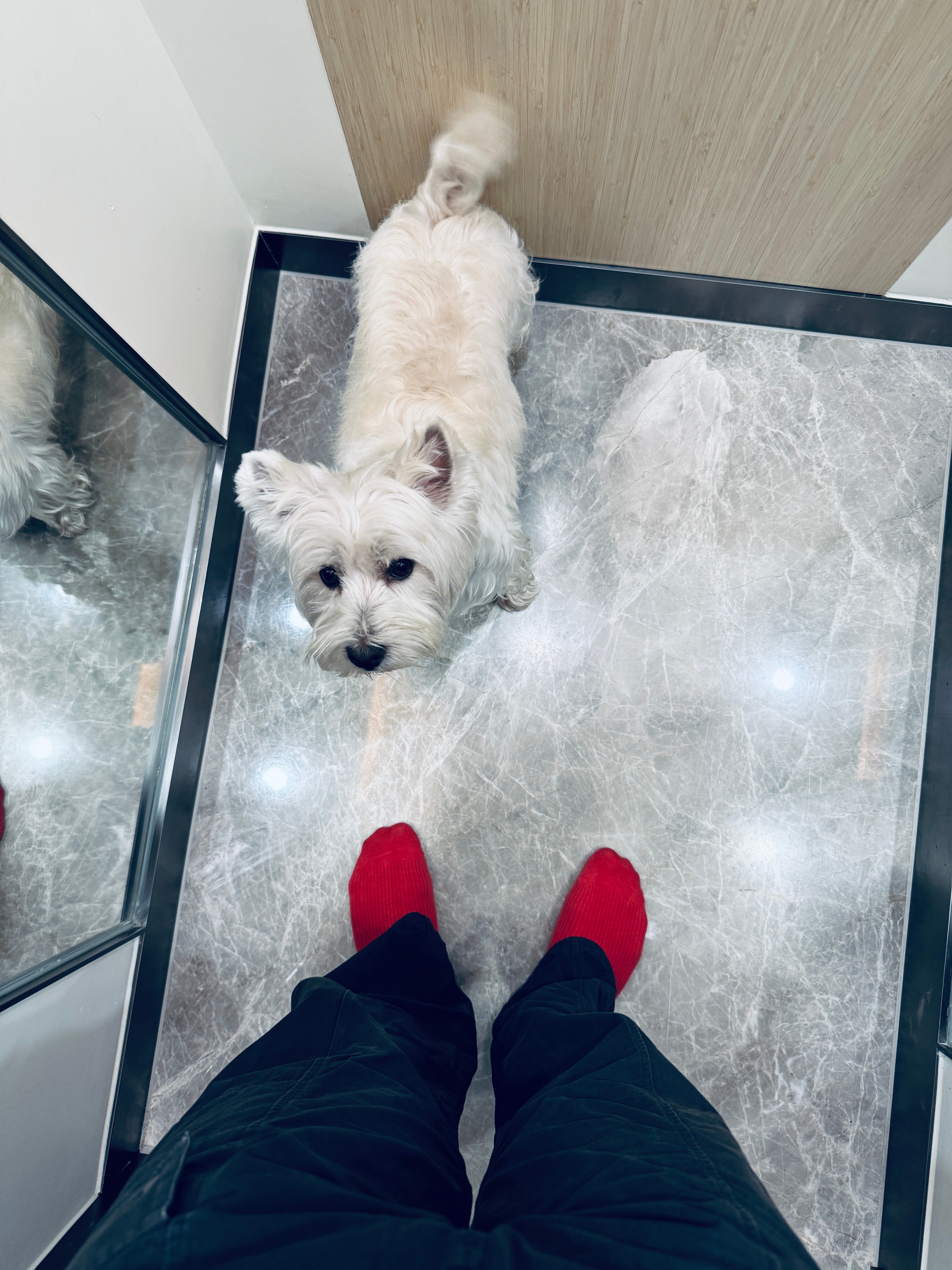 我家皮皮五岁啦🎂爱你，小跟屁虫😘❤️梦想家ALI西高地 ​​​