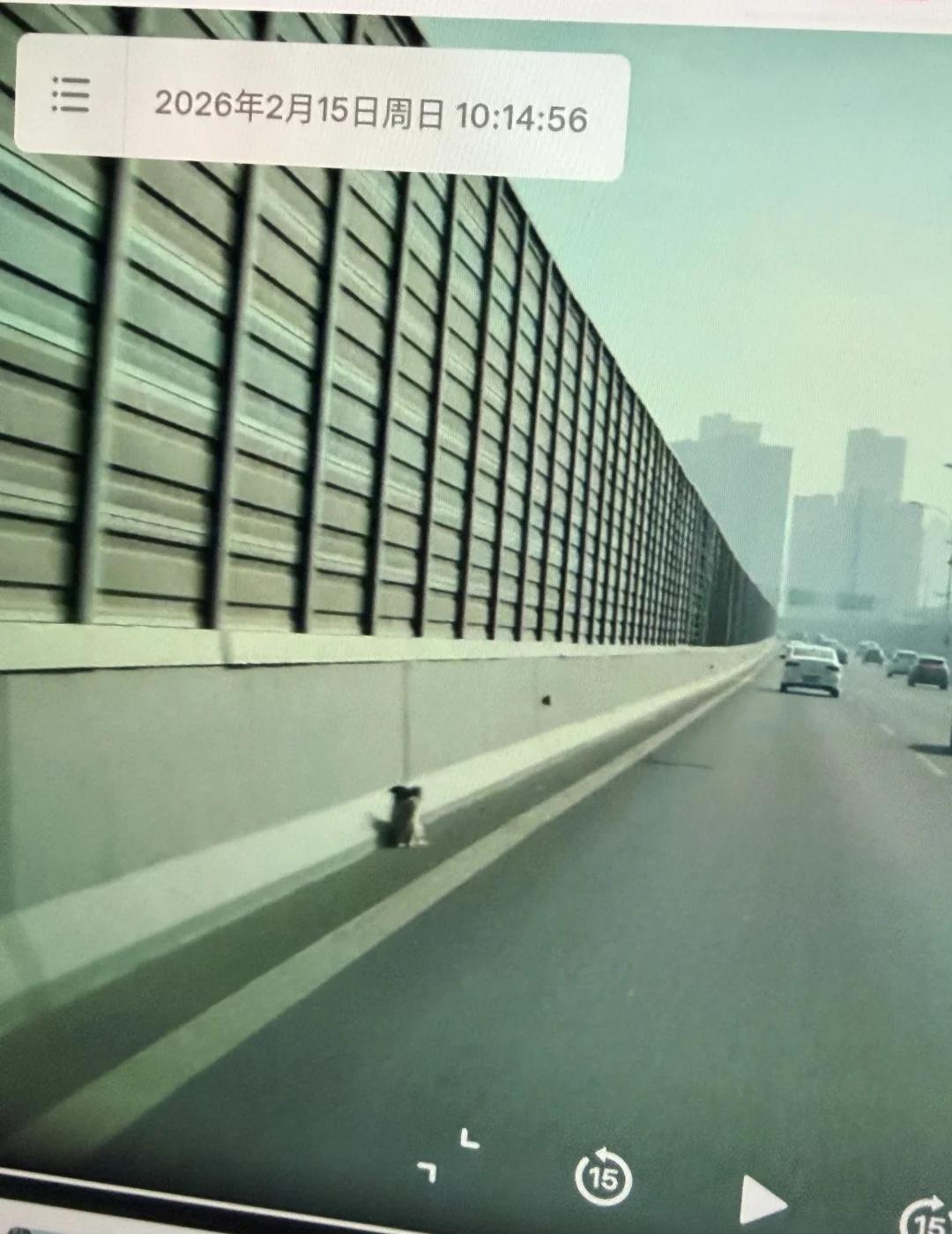 为无锡交警点个赞
高架上的猫猫狗狗也遇到了心软的神～
如果在高架上看到猫猫狗狗千