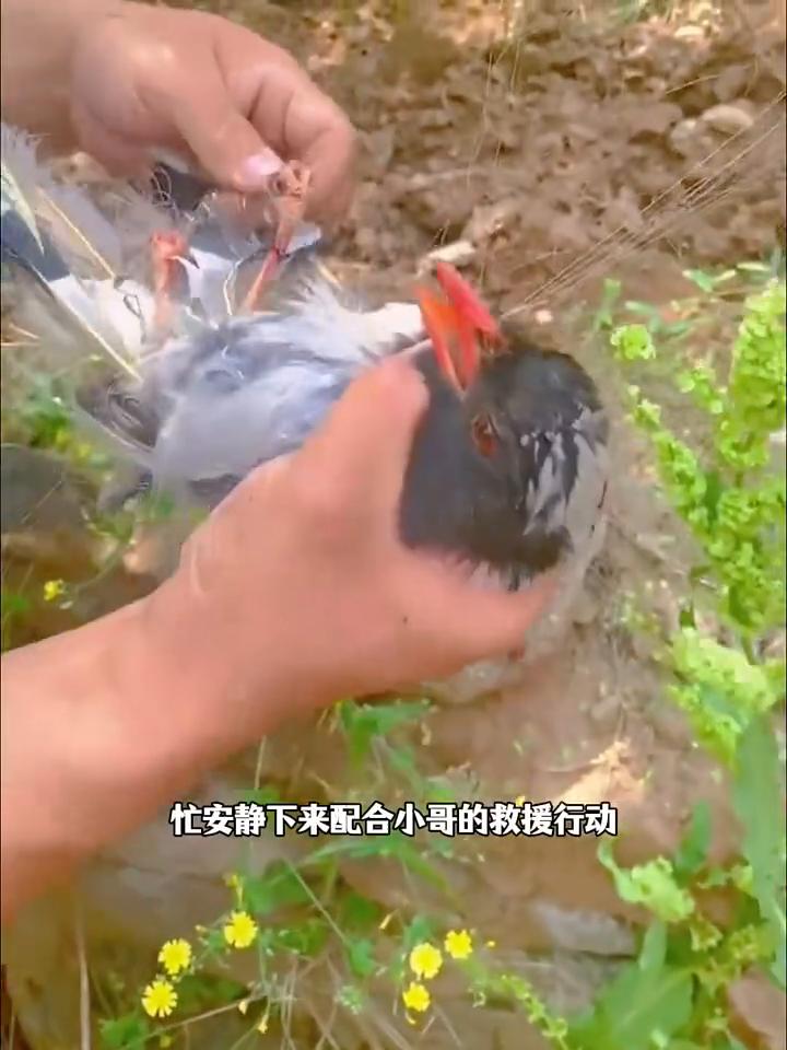 这是小哥用镜头记录不可思议的一幕。小哥去菜地里干活时，意外发现一只喜鹊被网线给紧