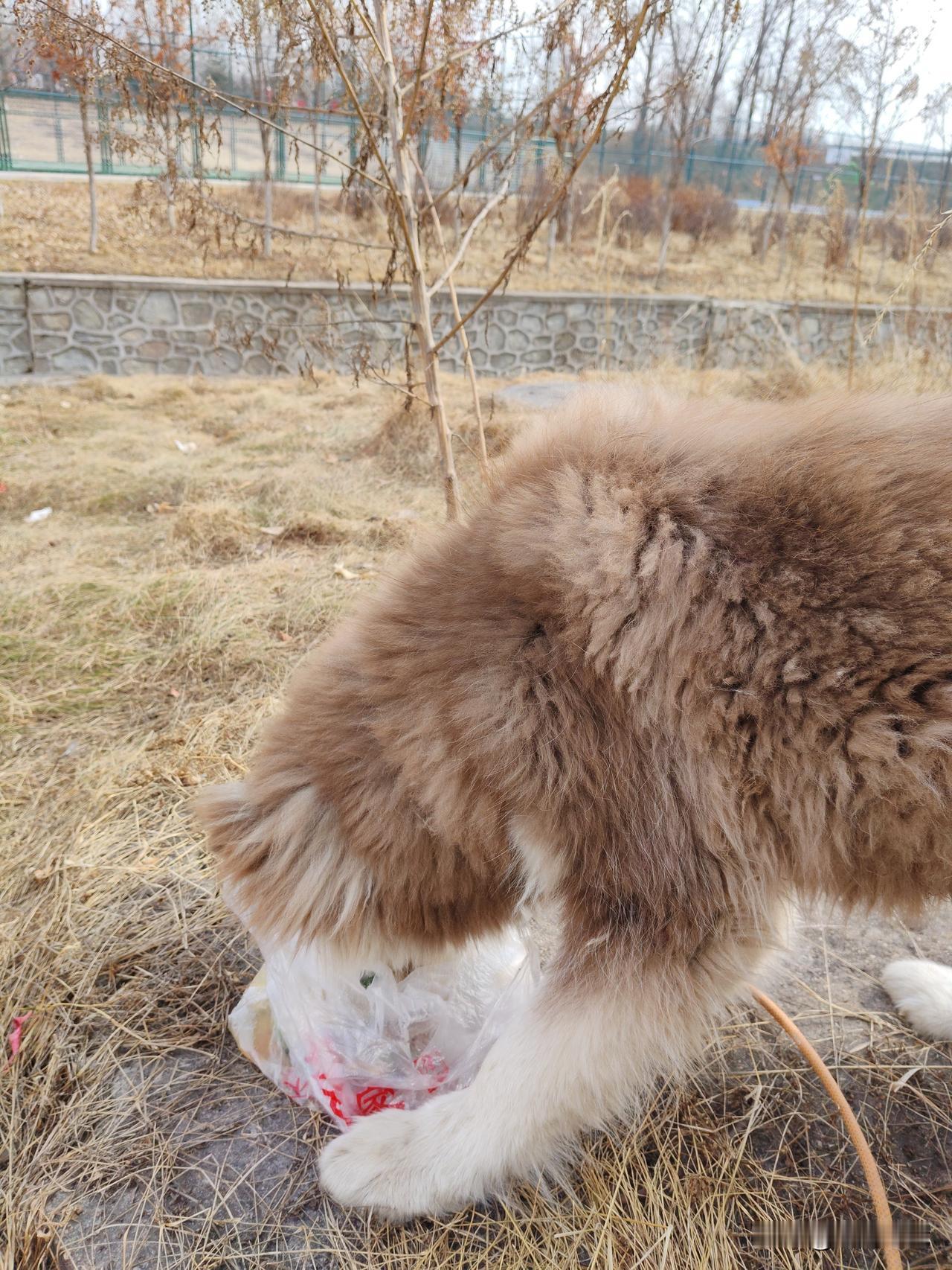 戒掉外卖和下馆子，自己做饭一人一狗平分，日子太舒坦了！
 
谁懂啊！现在越来越不
