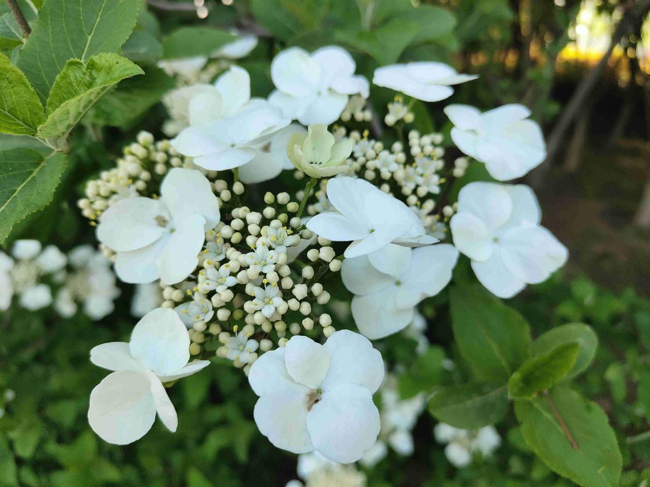 一要防治病虫害，重点做好小麦第二遍一喷三防。注意预防赤霉病、蚜虫等病虫害。
二要