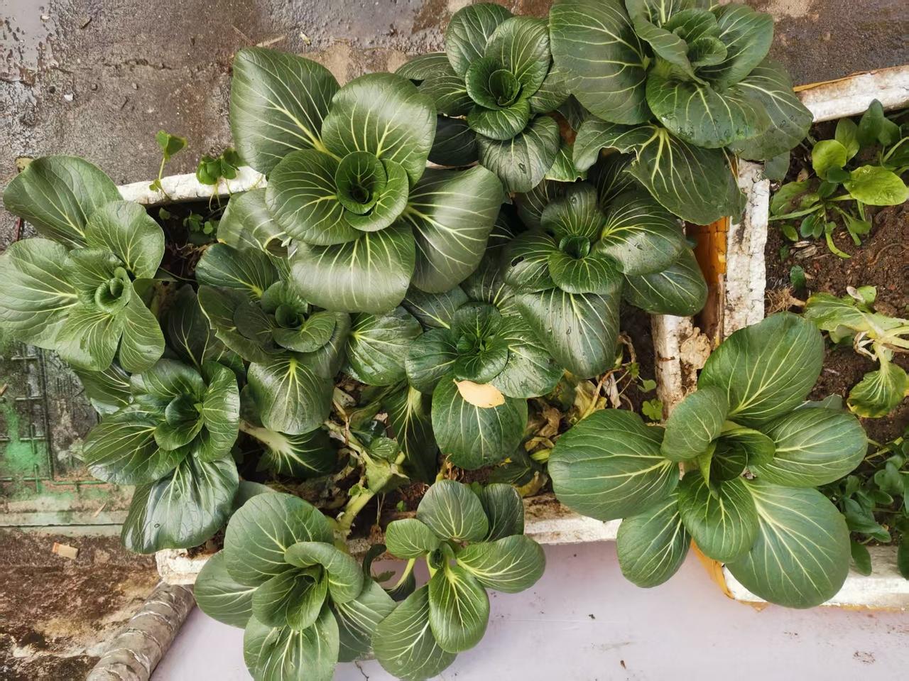 连老外都夸奖中国人勤劳，走到哪里都爱种菜，没条件也要创造条件种菜。

住在城里，