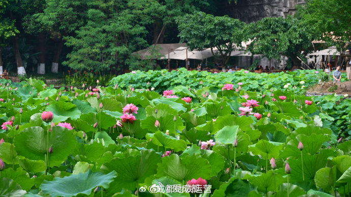 坐地铁打卡成都接天莲叶无穷碧，映日荷花别样红。这个夏日不妨去文化公园，感受古人笔