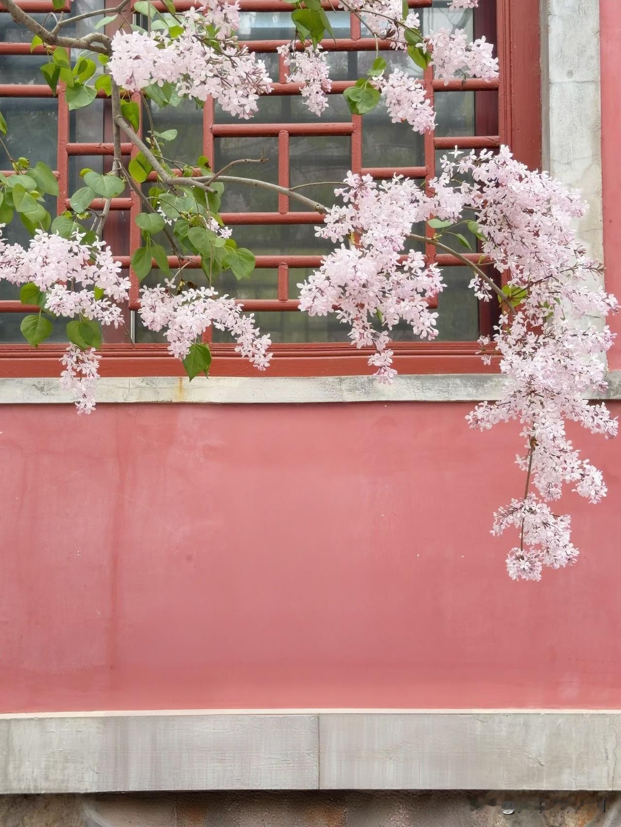 春日生活打卡季山高不语，静寺藏禅。