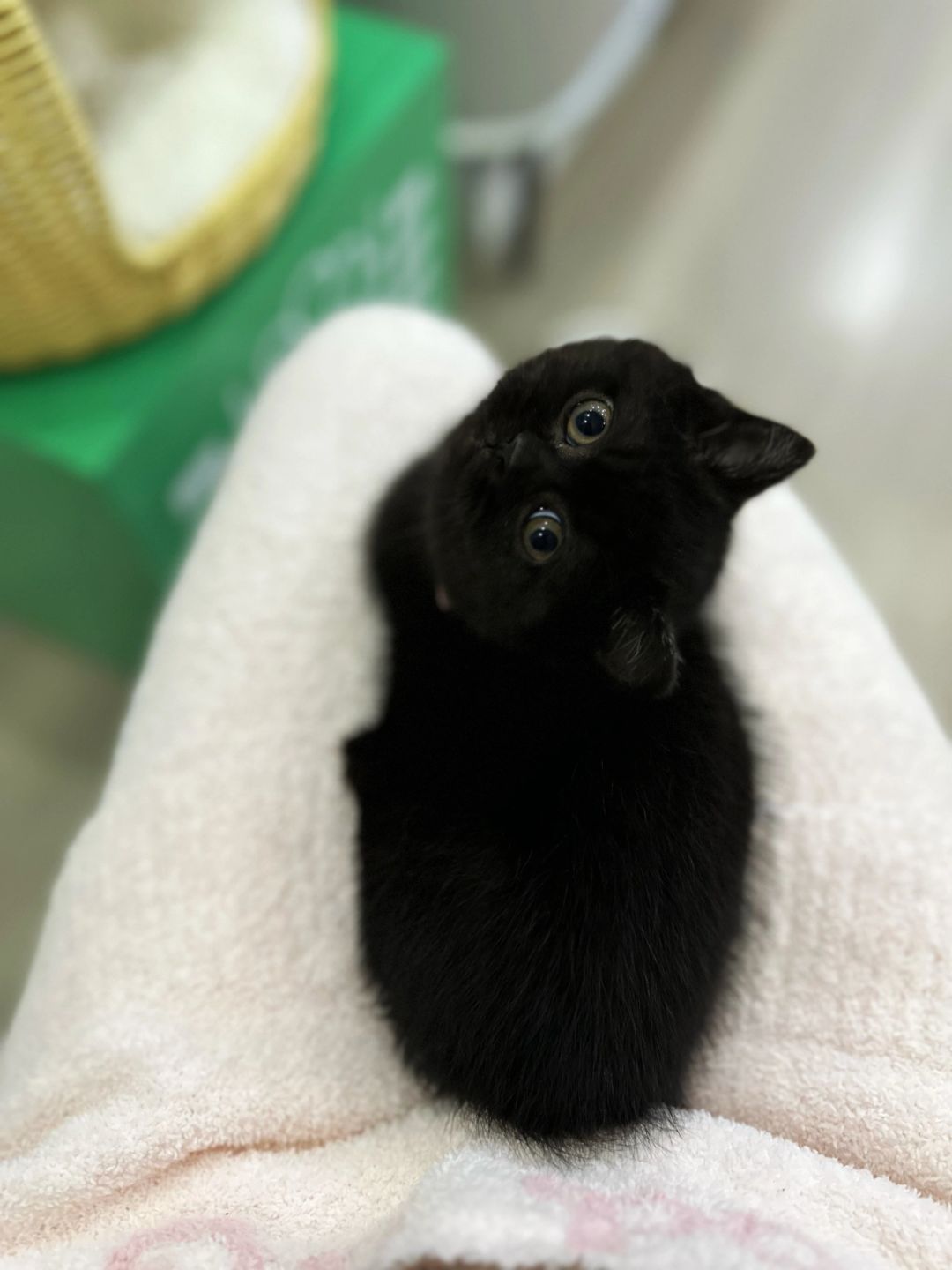 什么都不要只要抱抱 纯黑矮脚猫