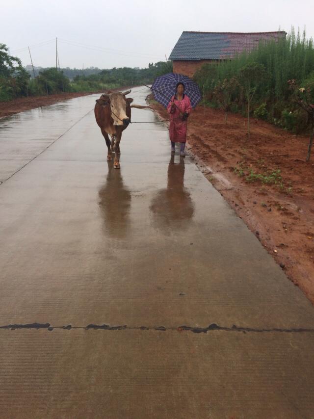 出差考察牛场