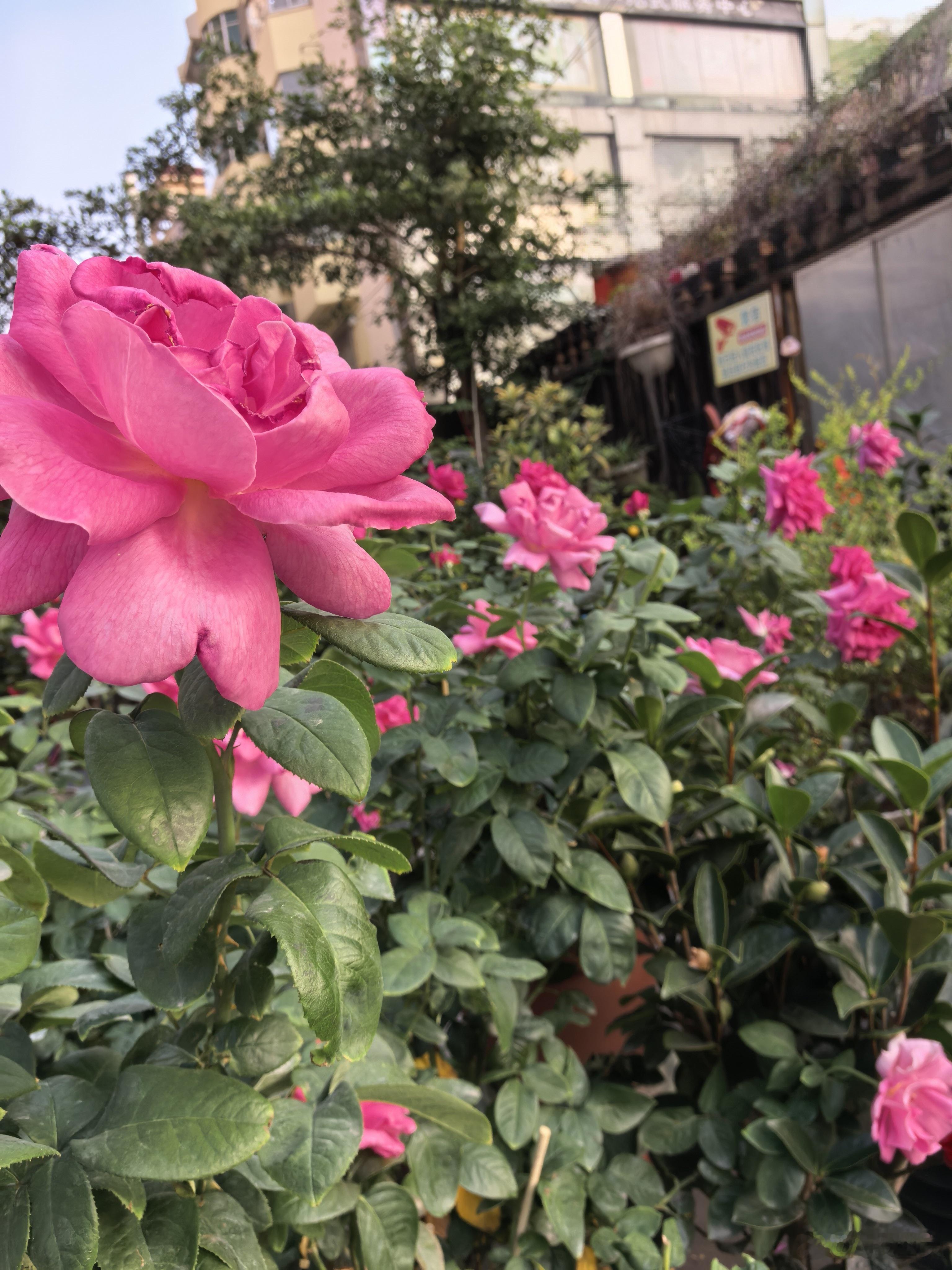 深圳的冬天 不像冬天——早晨，姹紫嫣红的热烈是秋天不肯退场的浪漫。——深圳天气 