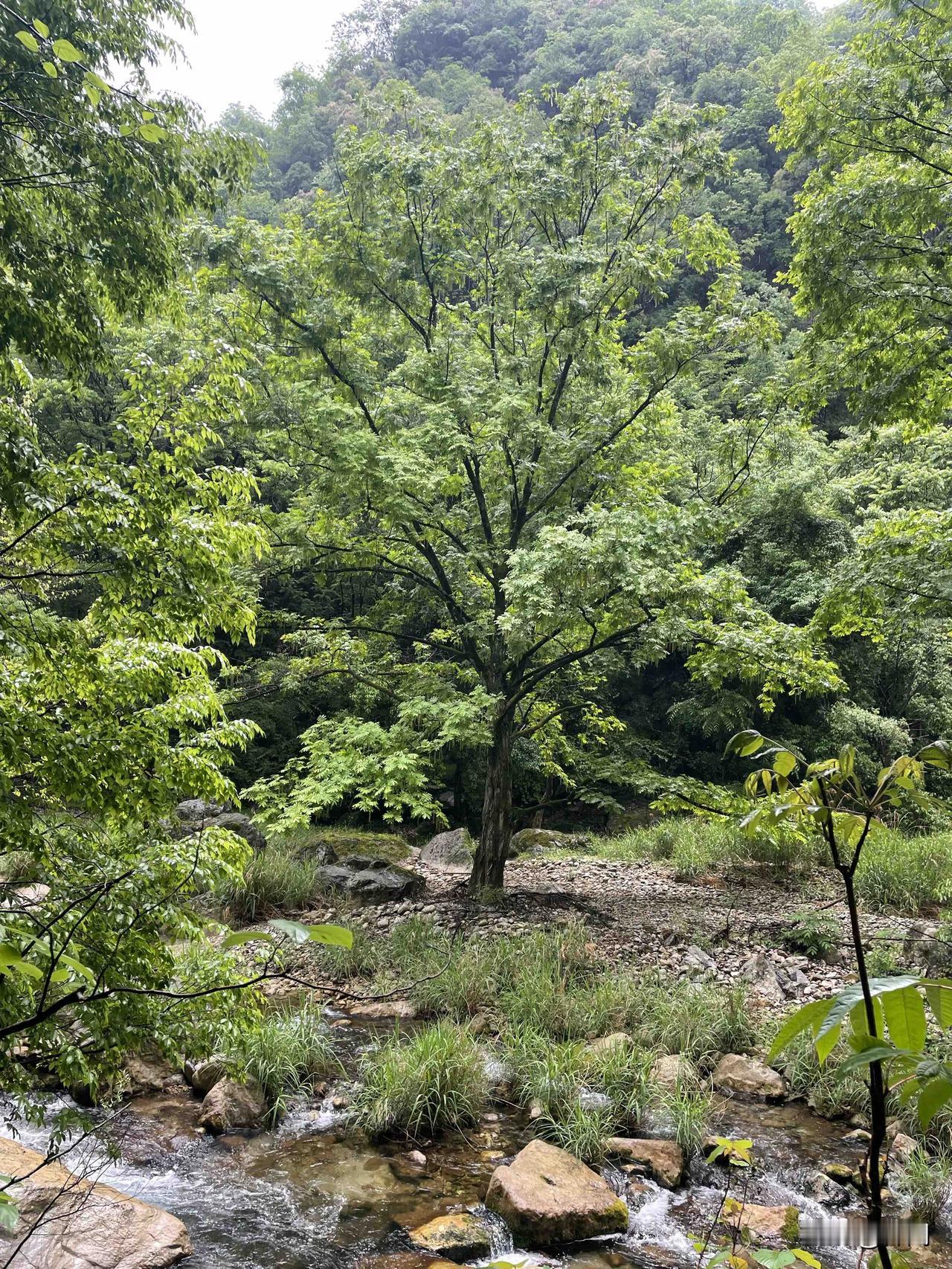 【七绝•夏木成荫杏渐肥】
夏木成荫杏渐肥，呢喃燕子抱春归。
园林雨过白云淡，草色