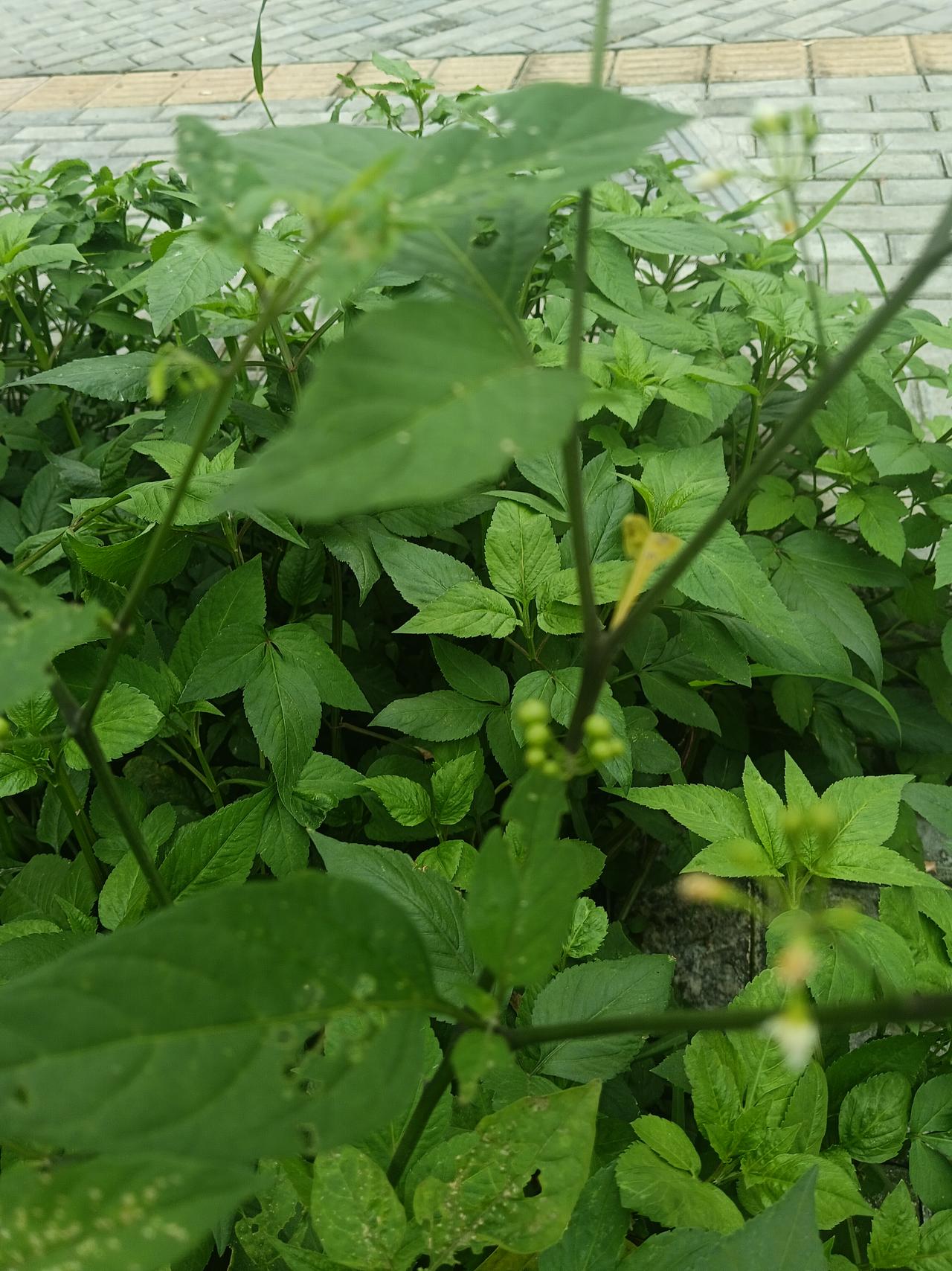 绿意盎然的植物，生机勃勃的自然之美！🌿🌱