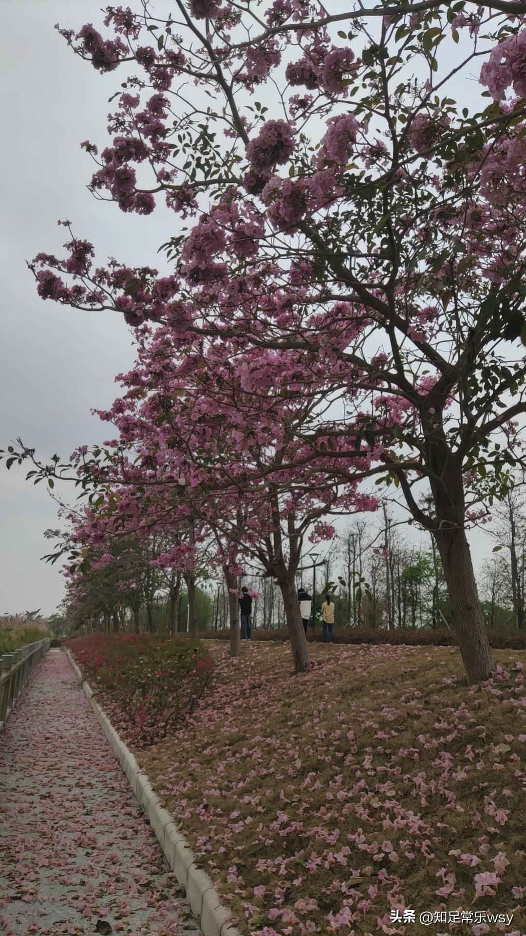 这是树还是花🌸？傻傻的分不清楚？有人知道吗？