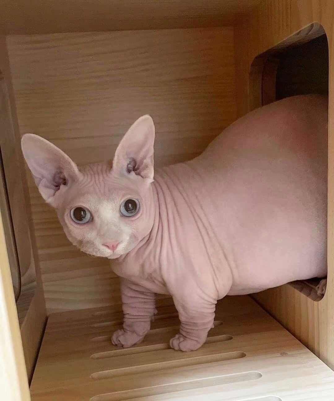 贡献：这不可能是猫 ​​​