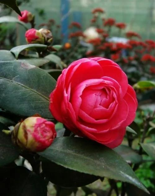 入冬养茶花，注意3点花大色艳不输牡丹
冬天茶花应该怎么养呢?
光照
茶花既喜光又