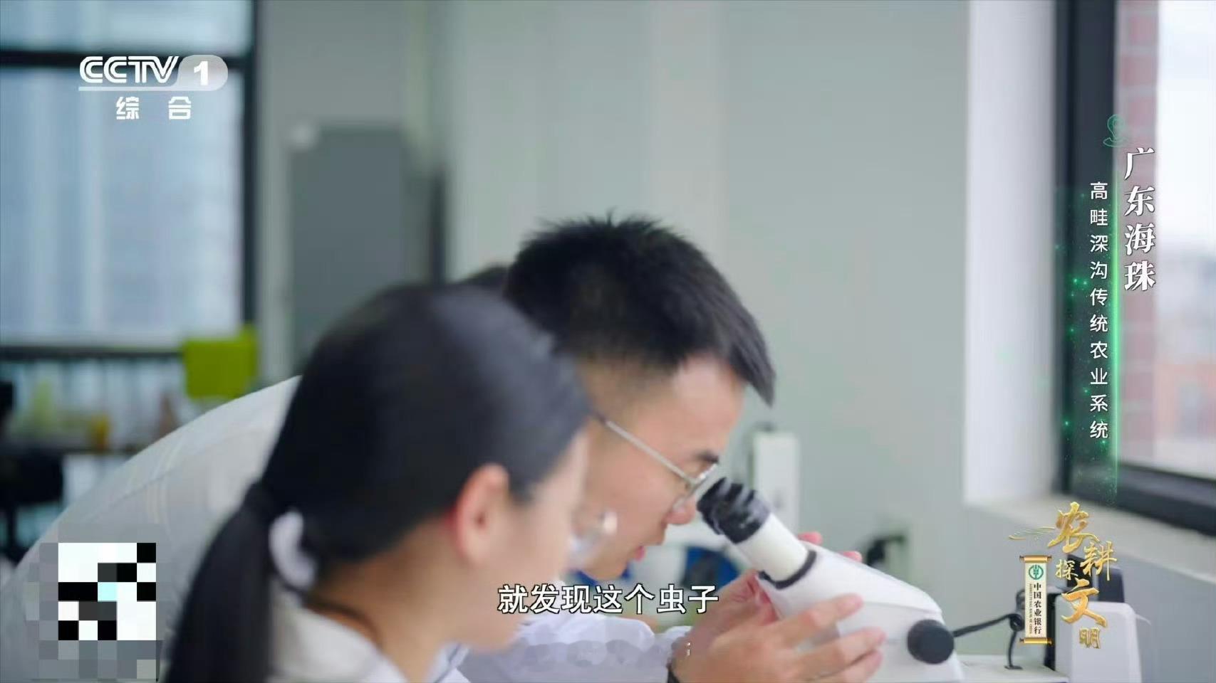 广东近年发现多个新物种 落叶层里的暗夜猎手！约2毫米长的黑盾球蛛悄然栖息￼￼￼，