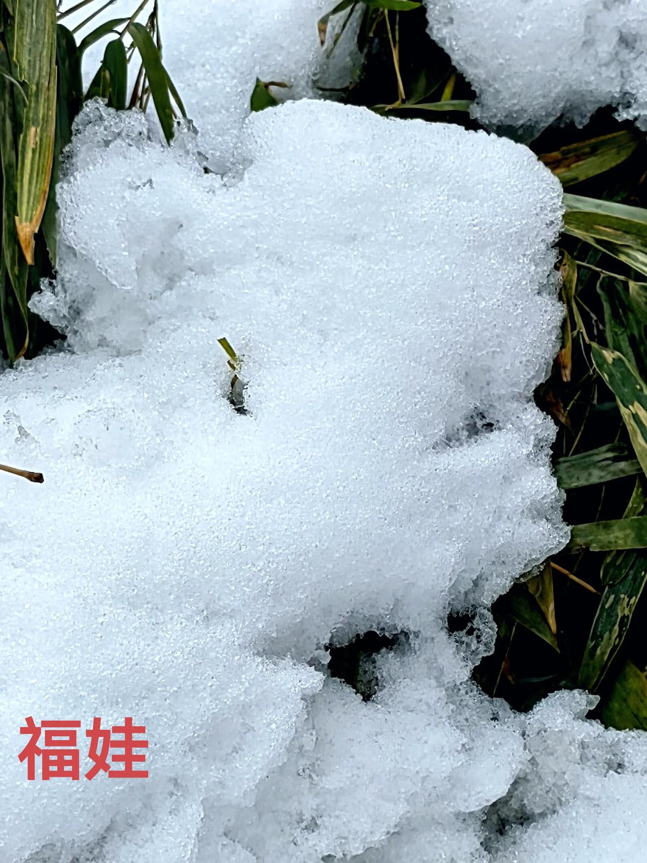 雪后拍的《福娃》。