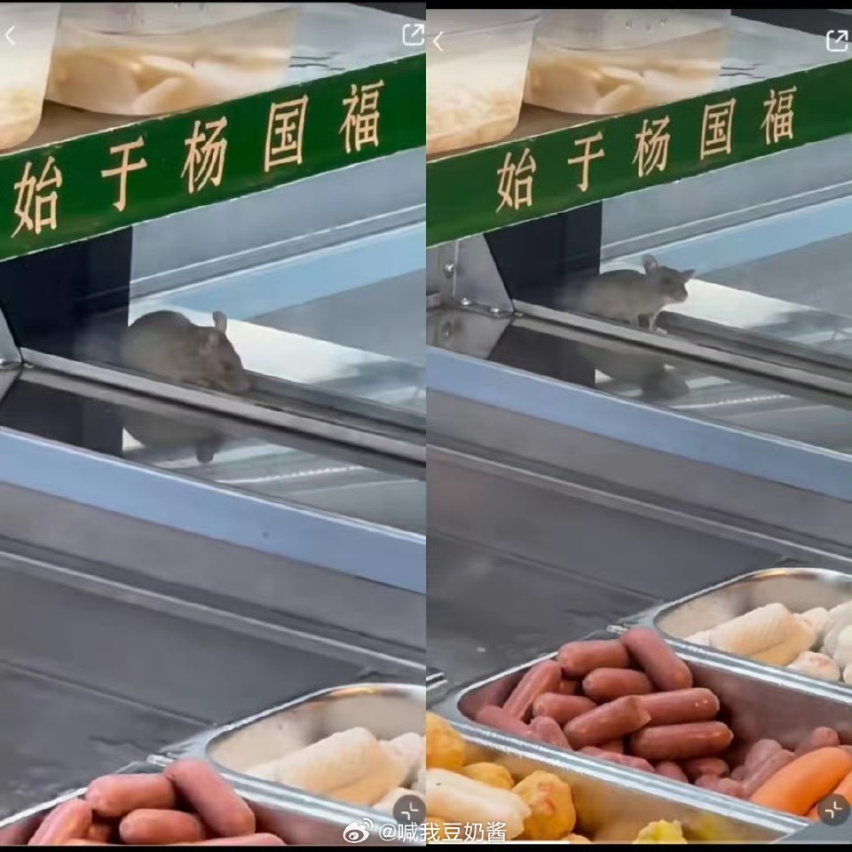 杨国福麻辣烫老鼠事件后续老鼠🐭从隔壁跑过来的？就是要拉个垫背的呗！我很好奇隔壁