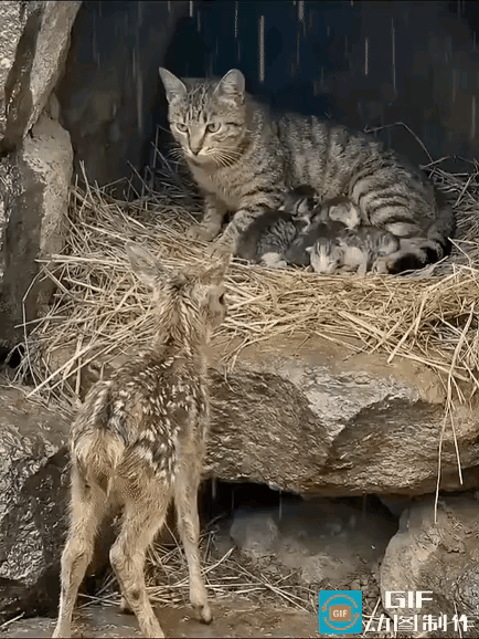 野外大雨瓢泼，母猫窝中正搂着自家小猫喂奶，浑身湿透的小鹿冻得发抖，怯生生站在雨里