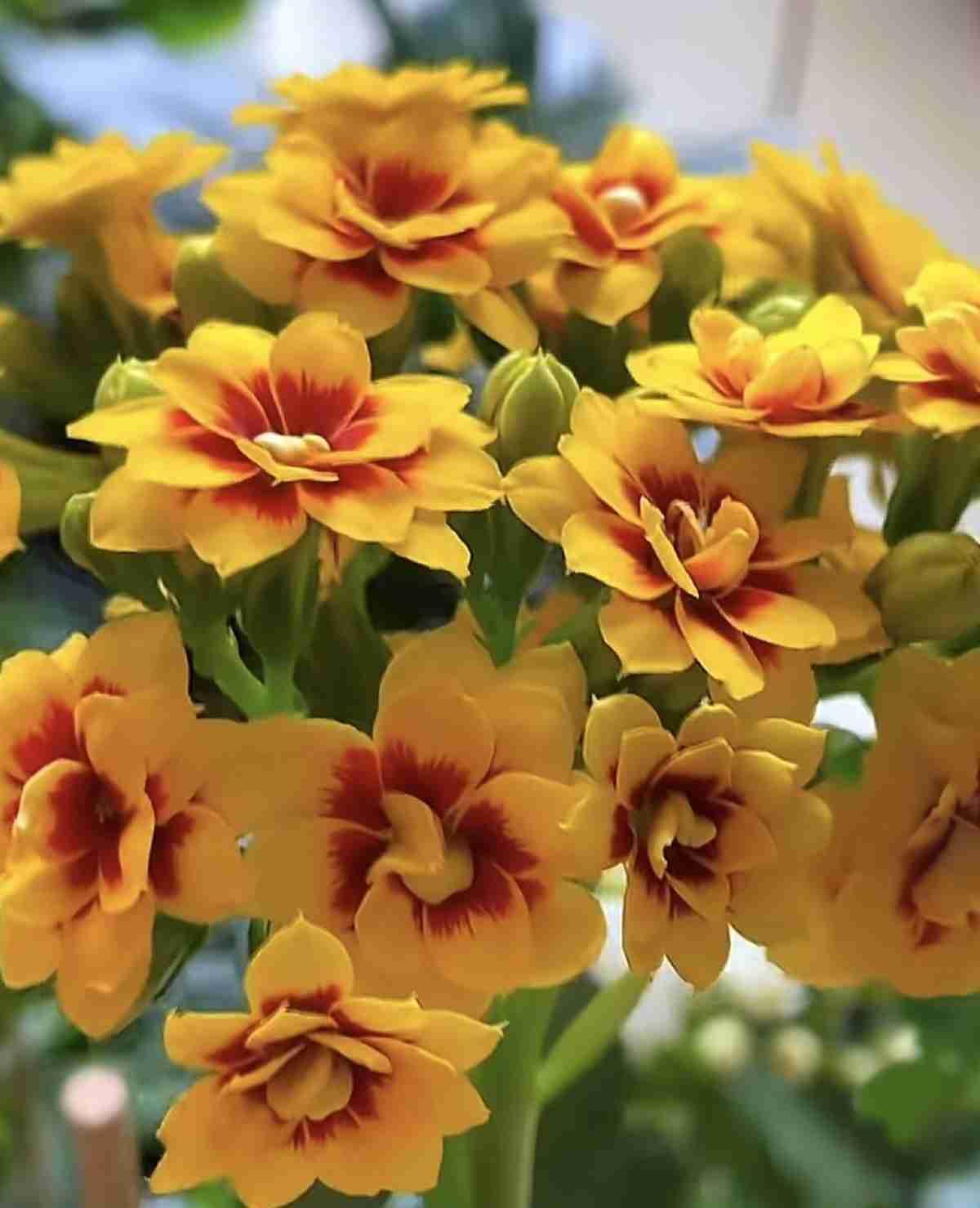 我的今日状态：😁轻松愉快
我这里的天气：雨过天晴春风轻拂，好天气。