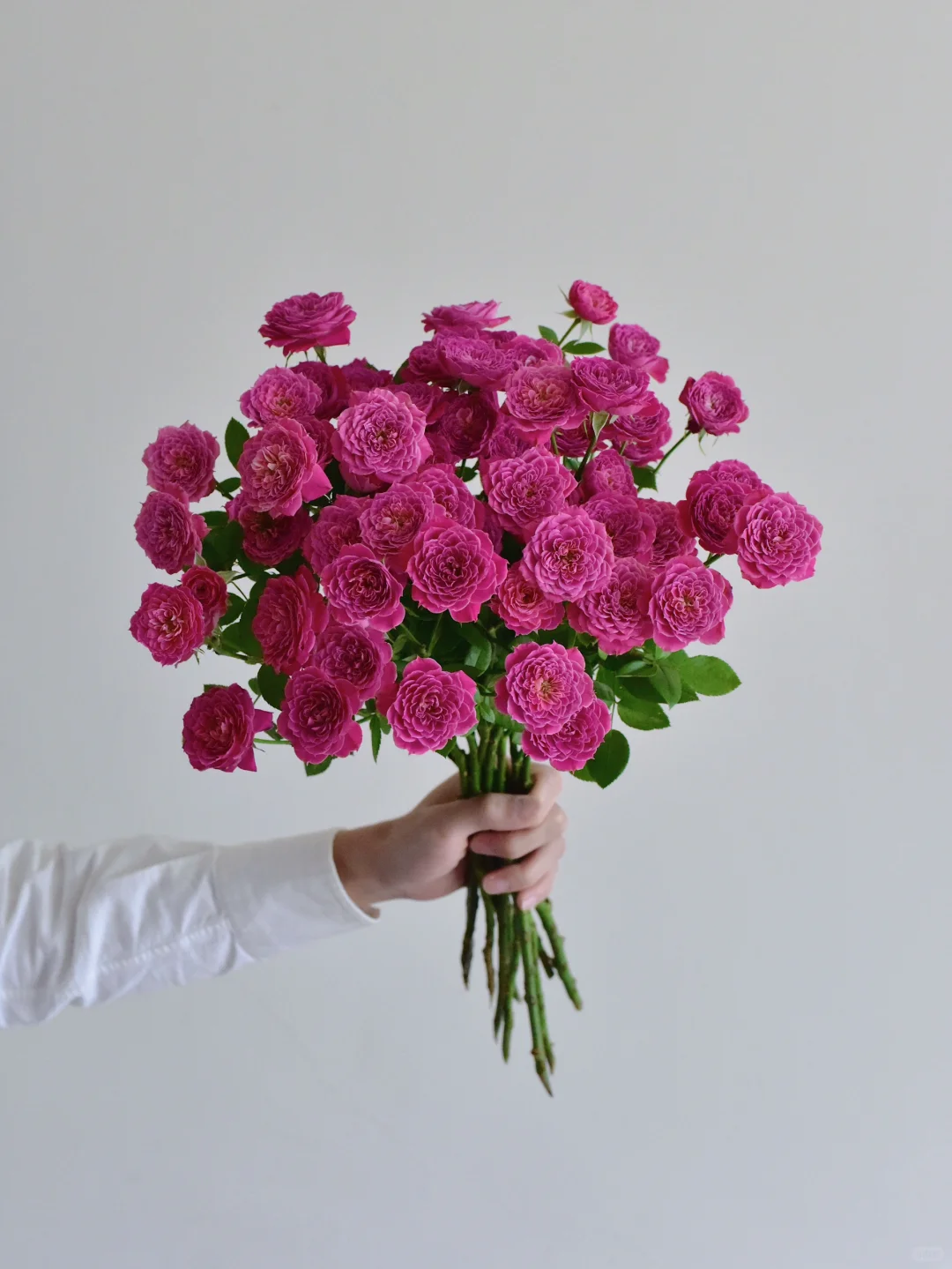 花物语基地·马里奥塔