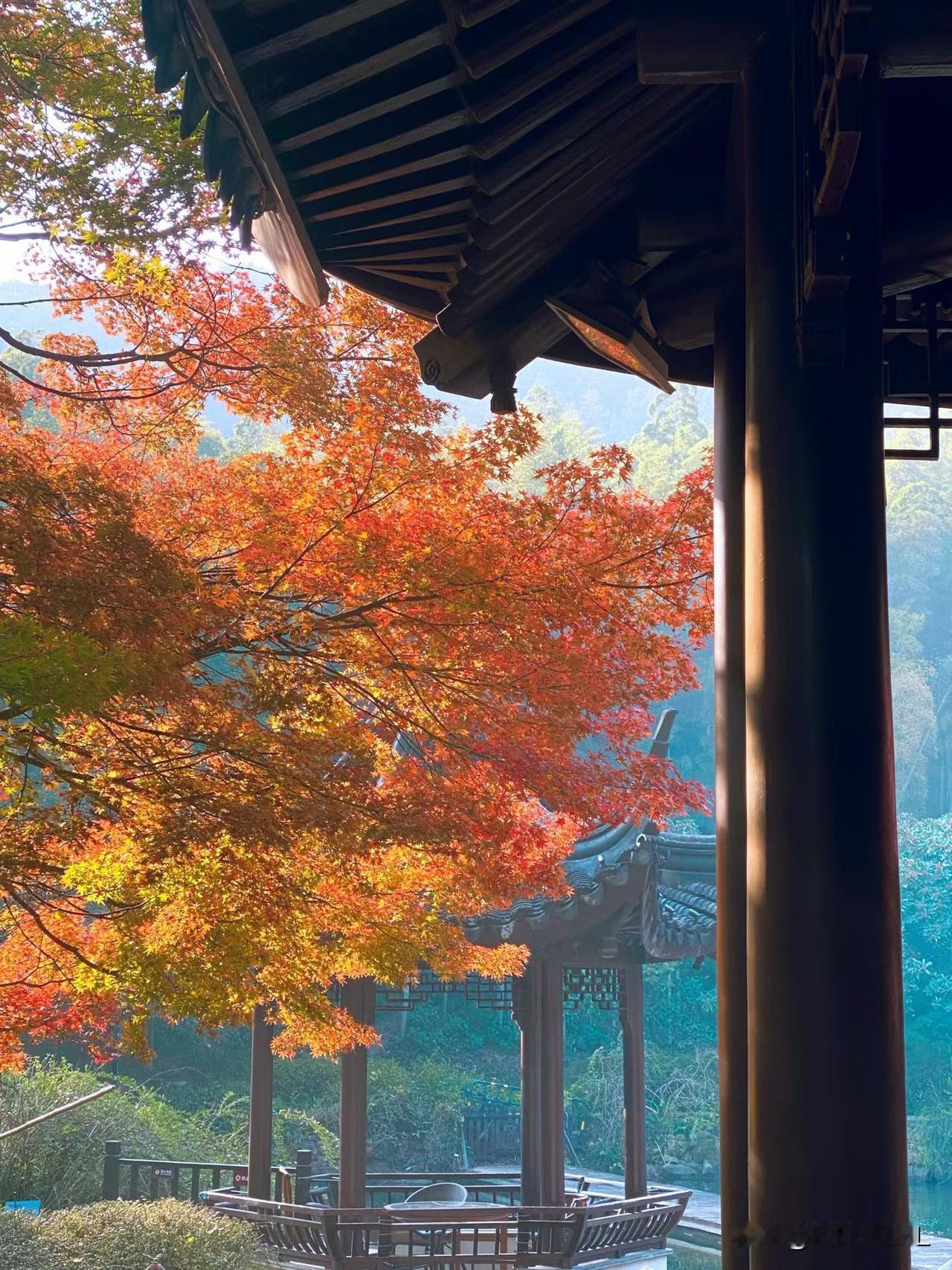 时间过得真快，又到了枫叶红似火的季节，风景如画，赏心悦目，令人陶醉。