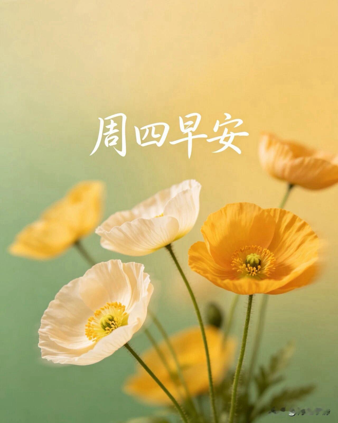 🌧️²⁰²⁶/₀₈.₂₇ᵕ̈周四｜秋雨清凉🍂☕️

秋雨淅淅落落，漫过清晨的