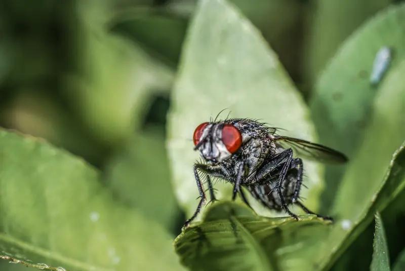 两只苍蝇的对话，真是一语点醒梦中人。
餐厅里的一只苍蝇对厕所里的苍蝇说：“我天天