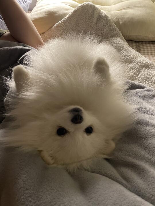 天冷床上长狗了