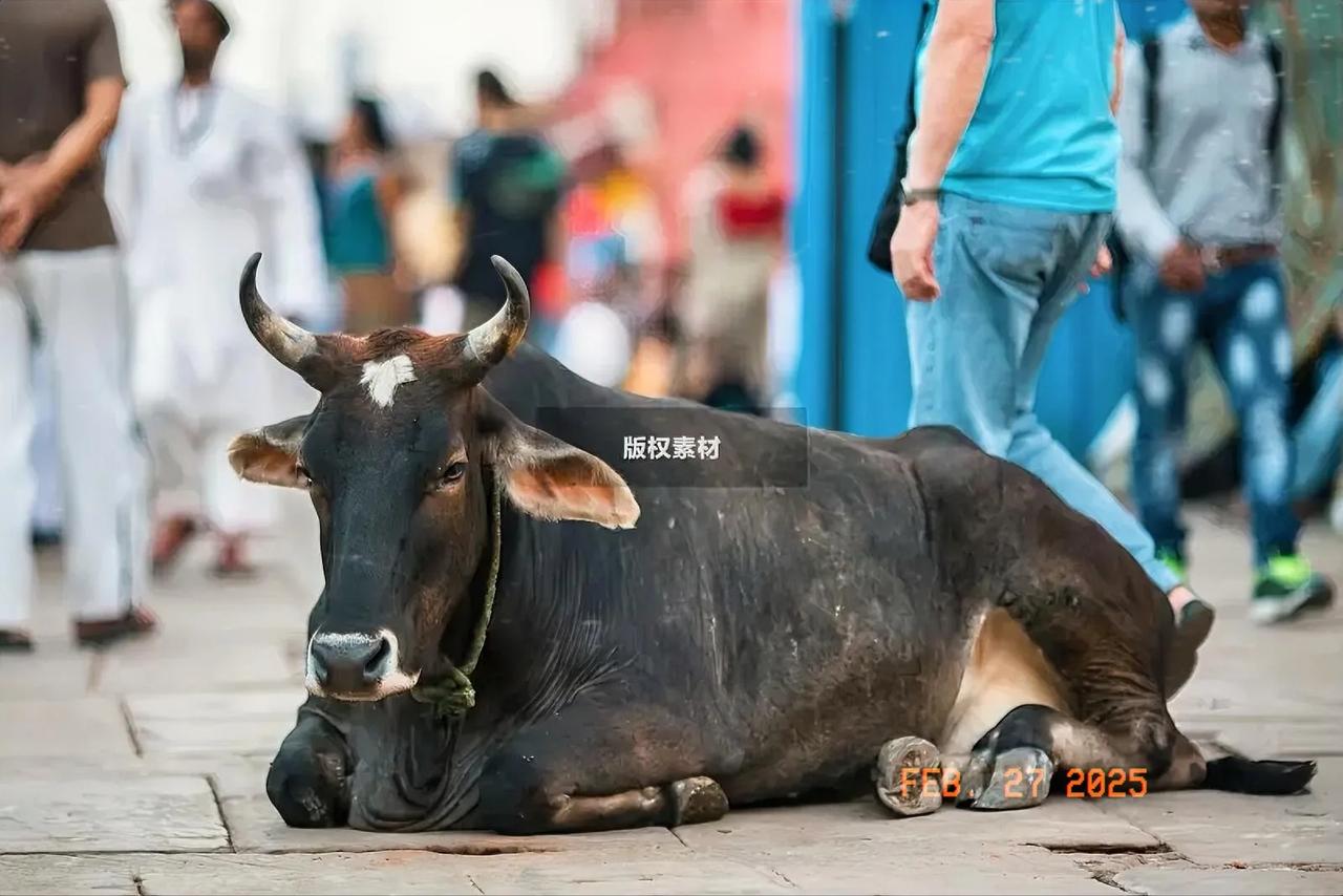 印度这个国家是不食牛肉的，他们伺养黄牛是为了利用牛粪烧水做饭，他们认为黄牛是神。