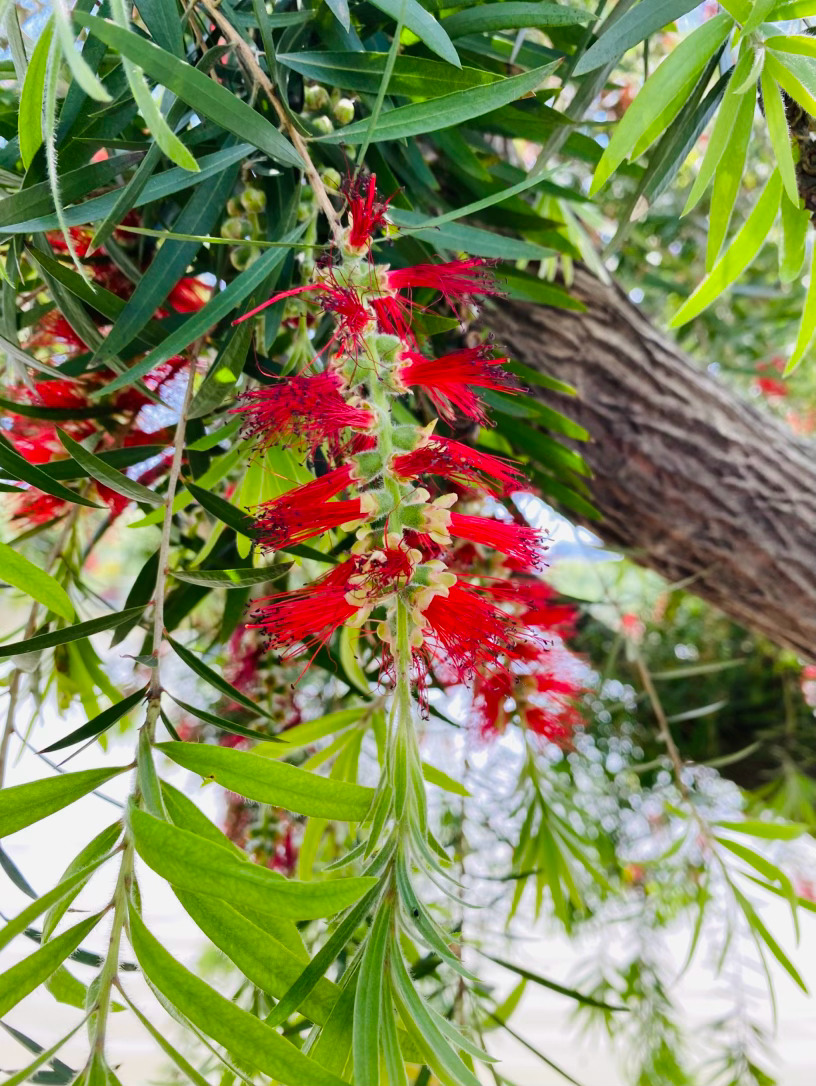 生活手记记录真实生活摄影摄影摄影 风从柳梢漫过来，携着浅夏的暖意，撞进一树垂枝红