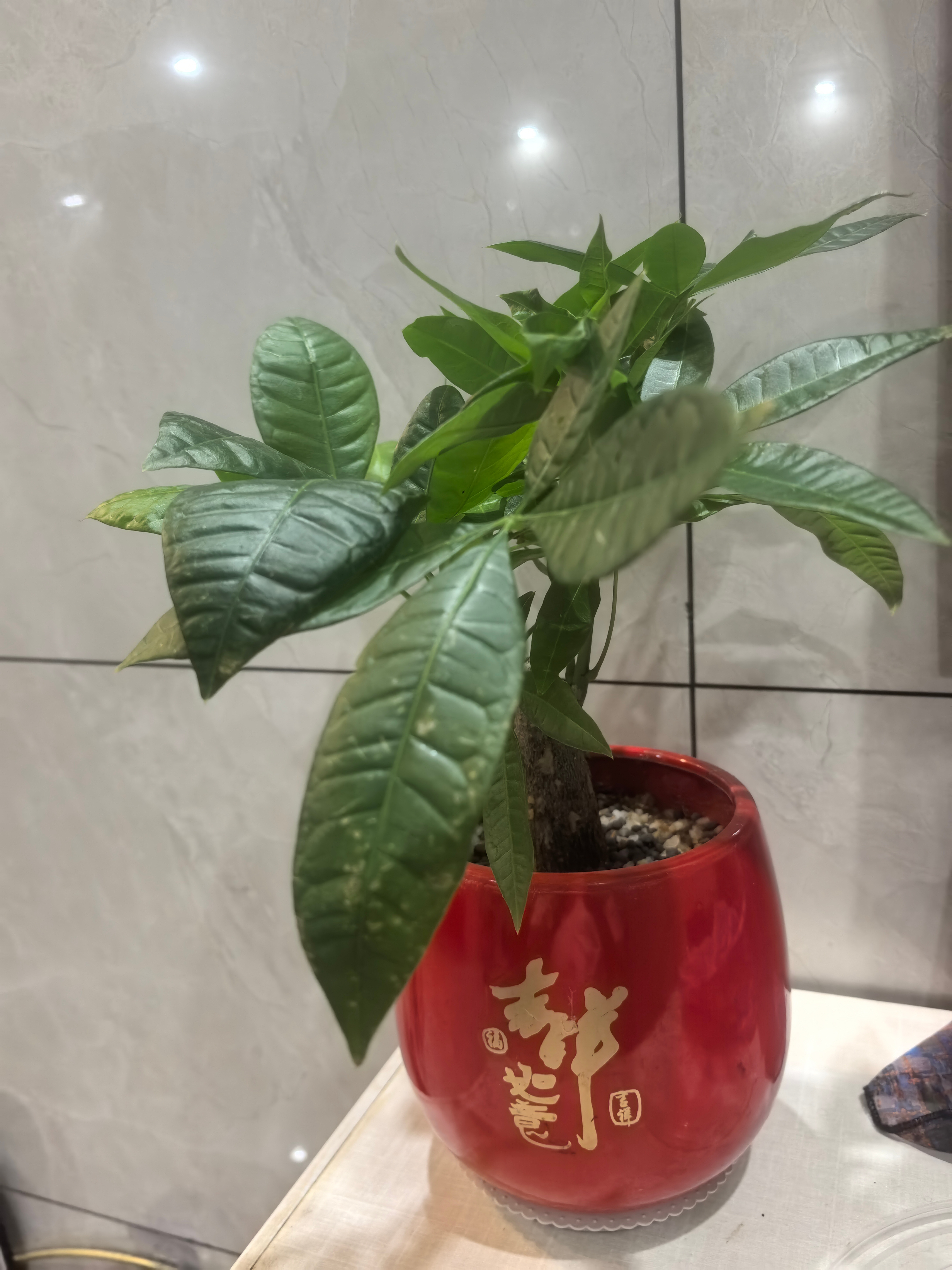 新买的发财树，我妈给换的红色花瓶，两者红绿相间，看上去更顺眼了。 我应该是遗传我