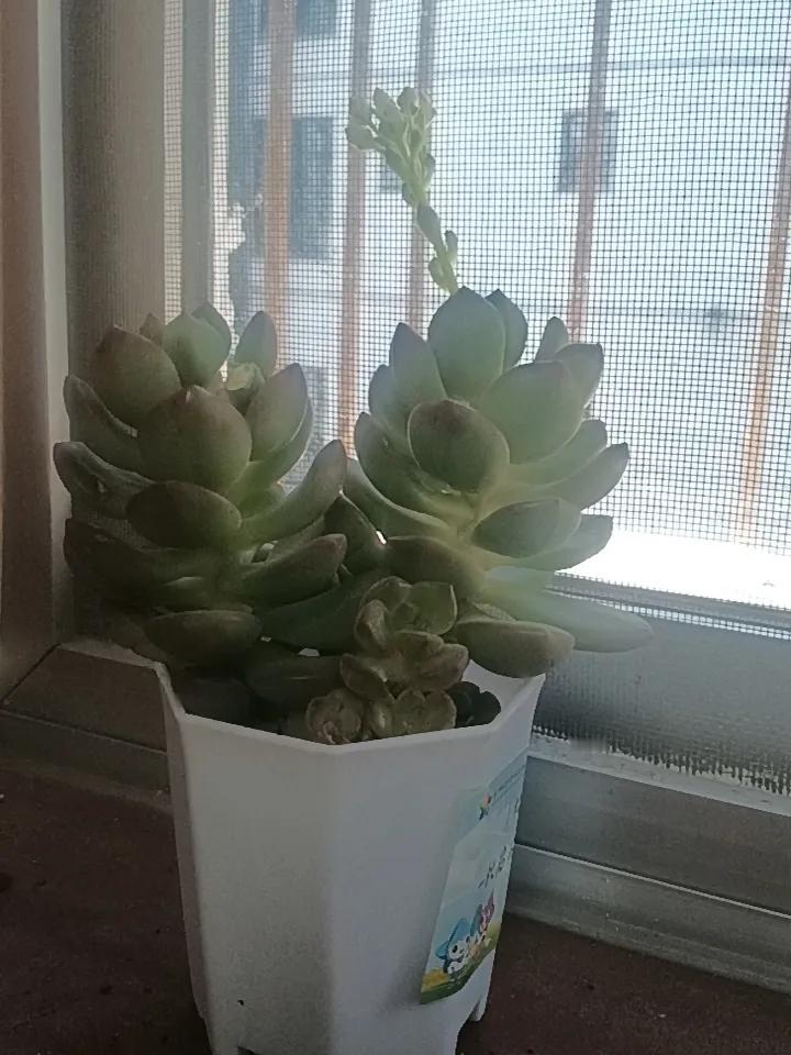 今天发现小朋友种在阳台上的多肉居然开花了，长得特别好看，一点绿色足以让人看了心情