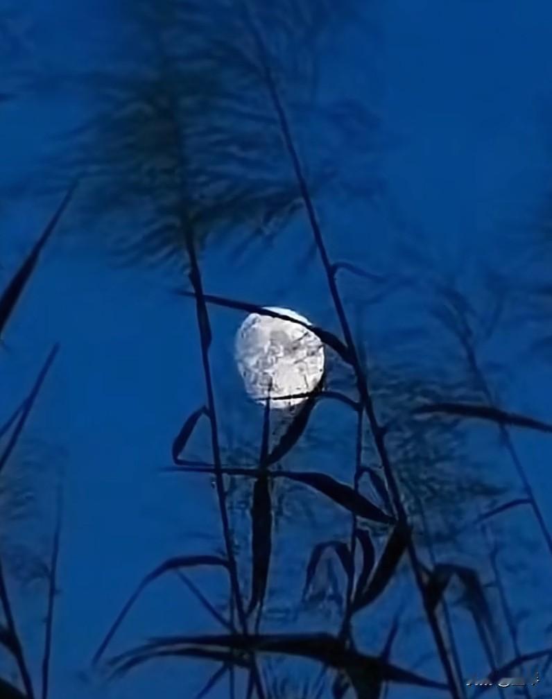 霜天晓角.又见芦边月

作者:墨琴

芦花照影，遥对江潮咏。
撩拨霜天晓角，寒意