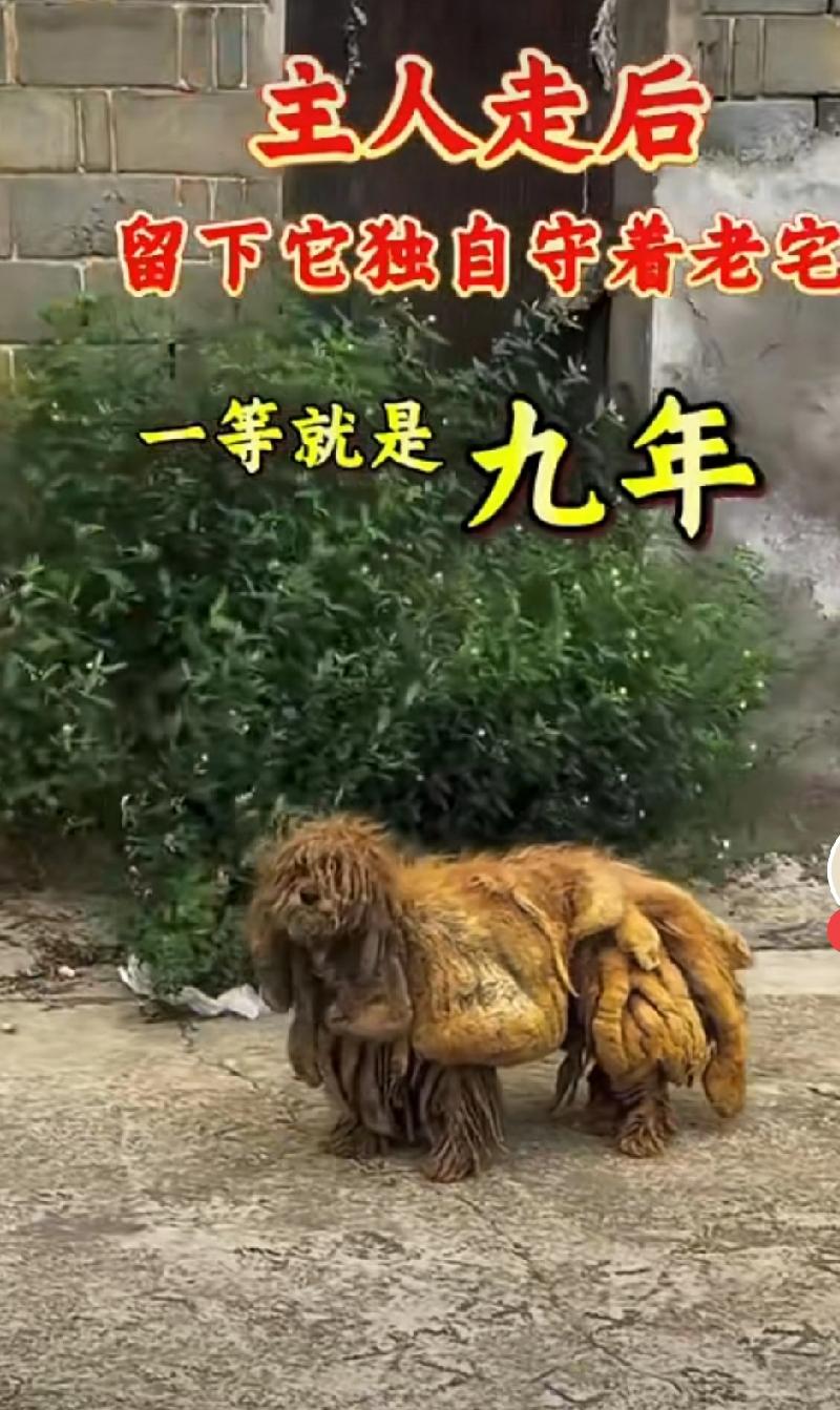 一只狗在主人房前守了九年，警察都看不下去了

一只毛孩子狗，主人离世，一直在主人