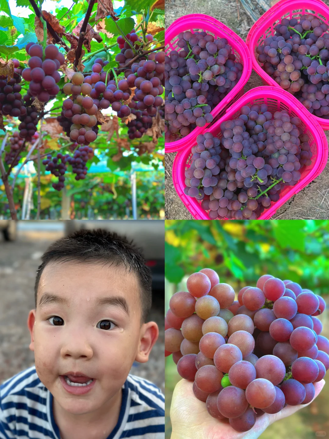 长沙采摘葡萄好去处