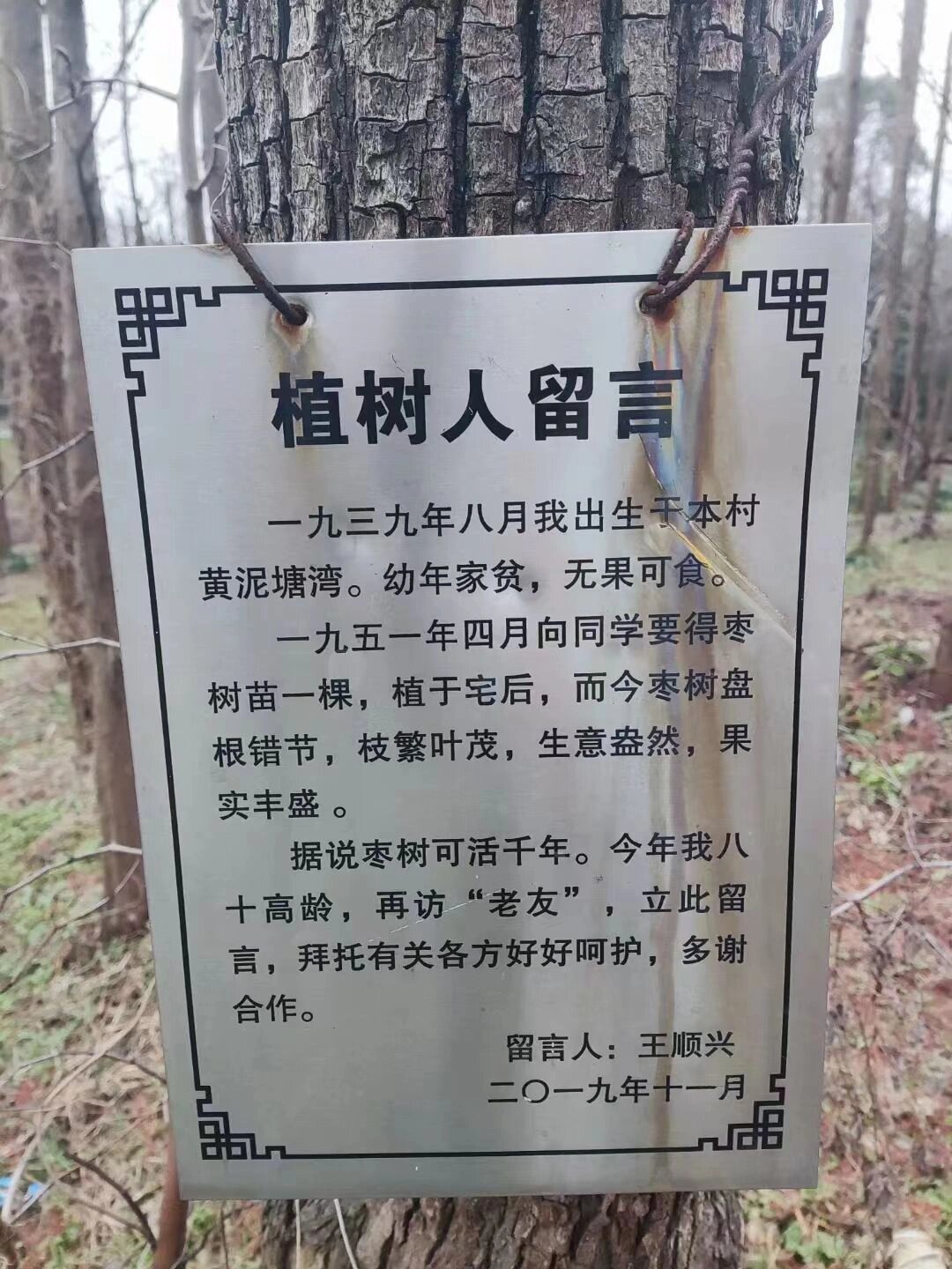80岁老人和他的枣树 ​​​