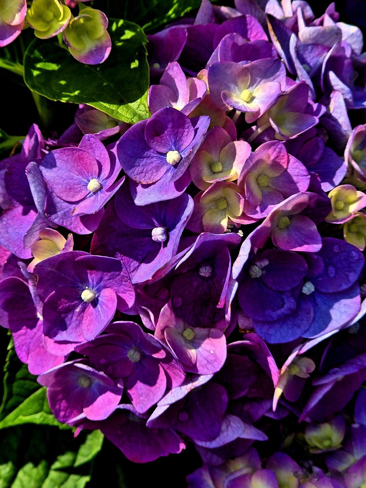 簇簇琼花绽紫绯，团团锦簇缀芳枝。
柔姿漫展凝霞色，嫩蕊轻舒染醉漪。
翠叶含烟承晓
