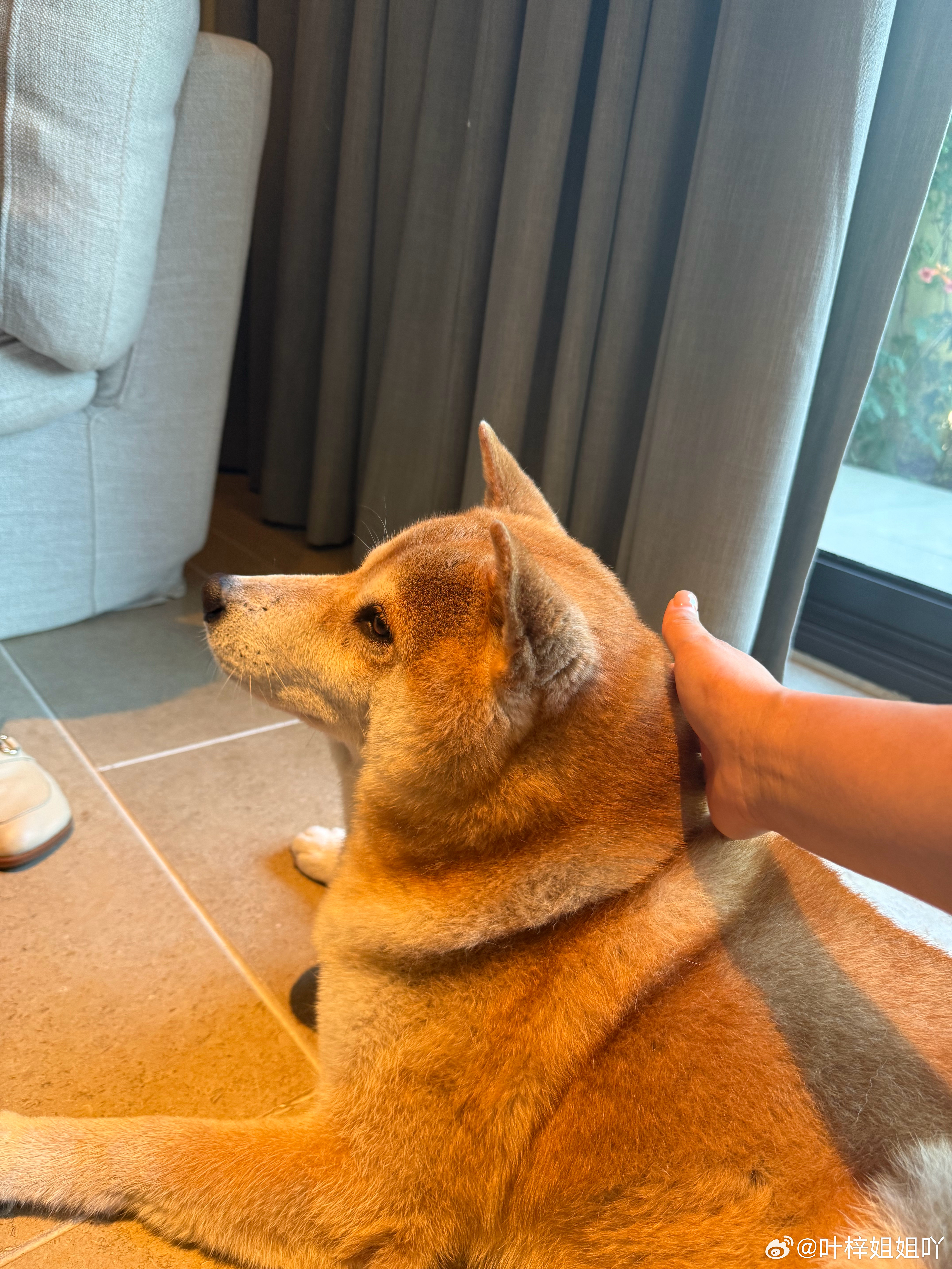 这只秋田犬是我见过脾气最好的，真的好乖 