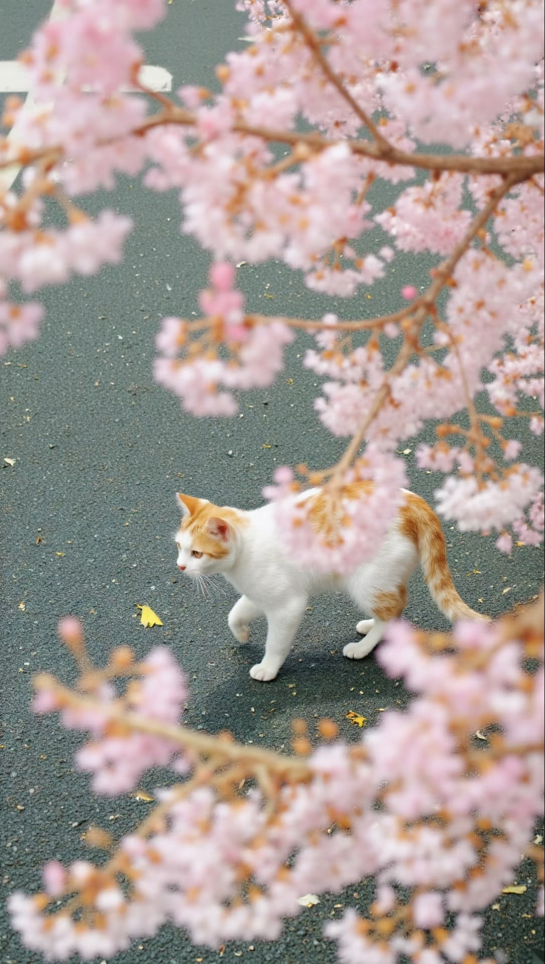我的线上摄影展 被这片粉色包围了🌸偶遇一只橘白小猫在樱花树下漫步，像是在走T台