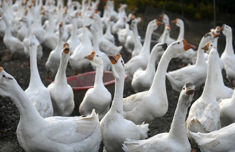 皖西大白鹅可真是厉害！在安徽六安市固镇镇，它成了助力乡村振兴的“大功臣”。保种厂