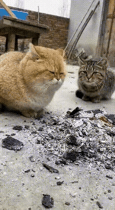 笑不活了！
狸花猫这一个喷嚏，
直接把橘猫坑成“黑炭脸”，
这波操作绝对是故意的