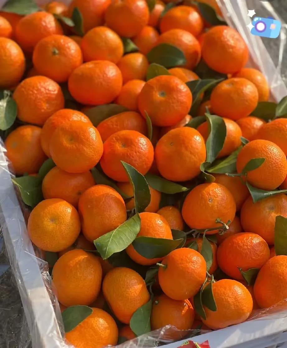 老公买回来一大筐砂糖橘，“我”馋得忍不住开吃，结果越吃越上瘾，不知不觉把整筐砂糖