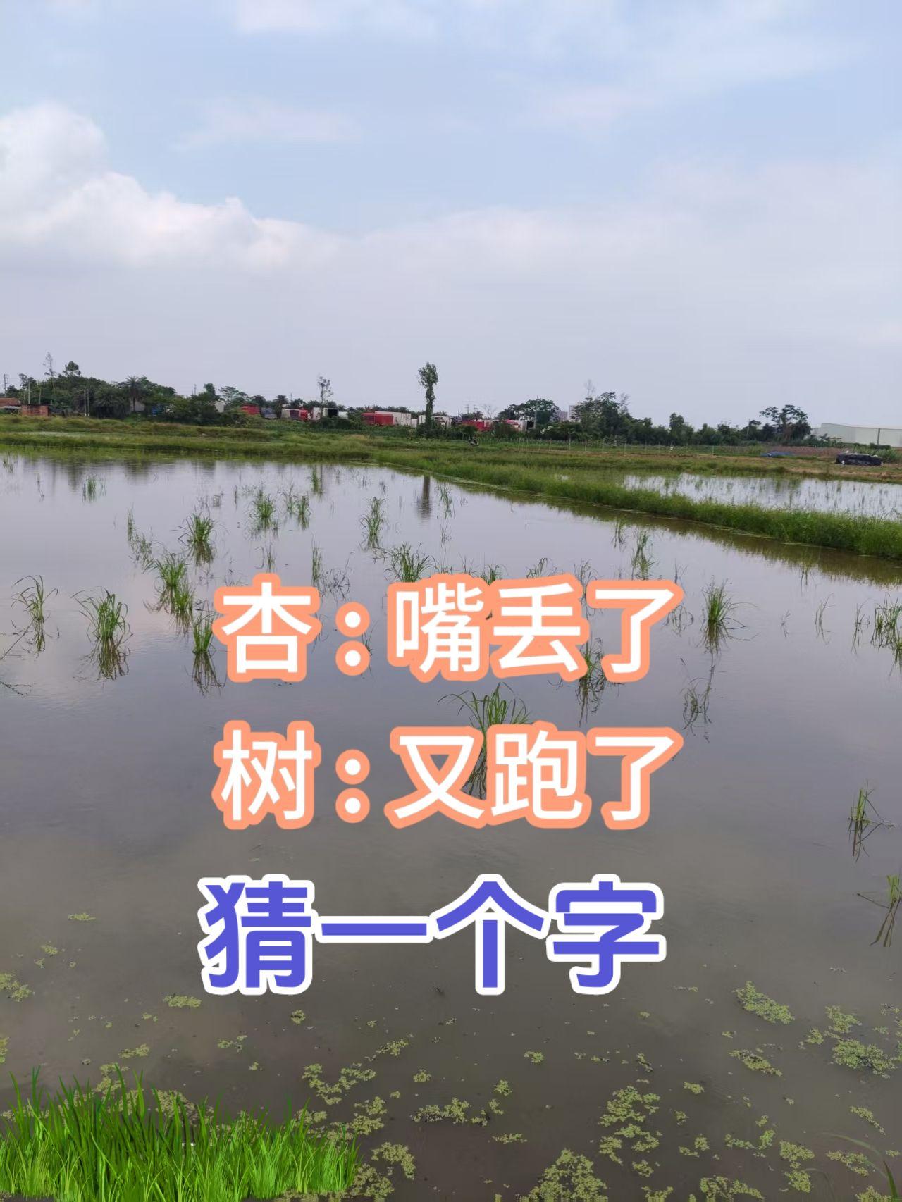 水稻田 猜字  上热门抖音小助手