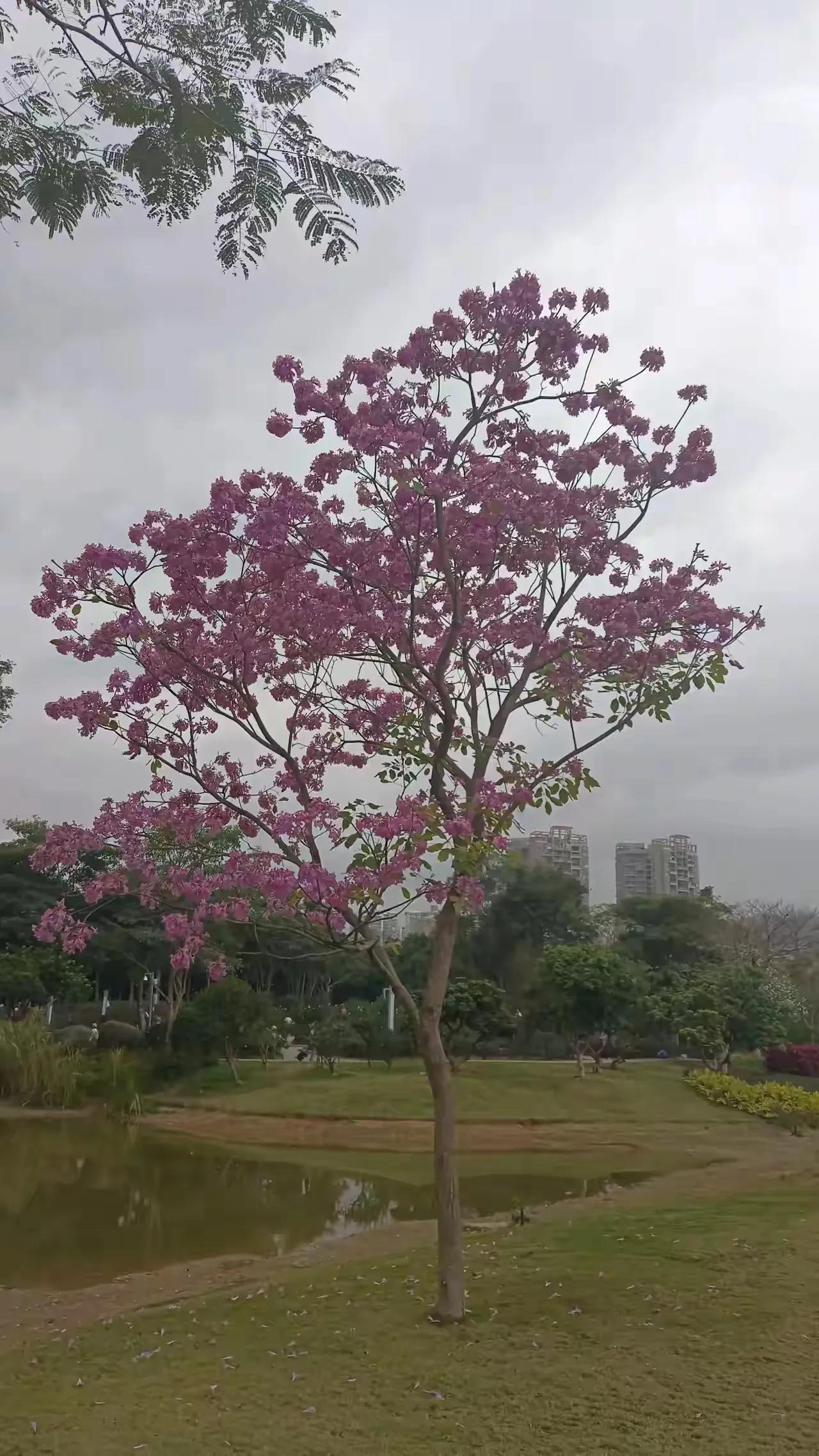 #秋日随记#一树繁花今又是，春去秋来正当时。