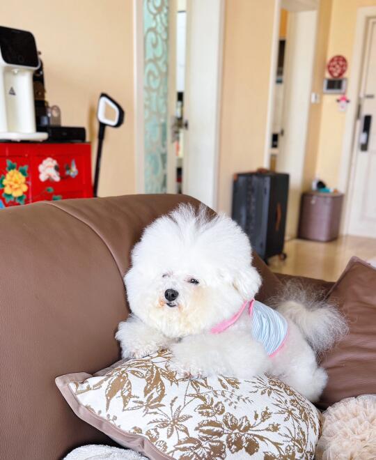 不是胖是可爱到膨胀