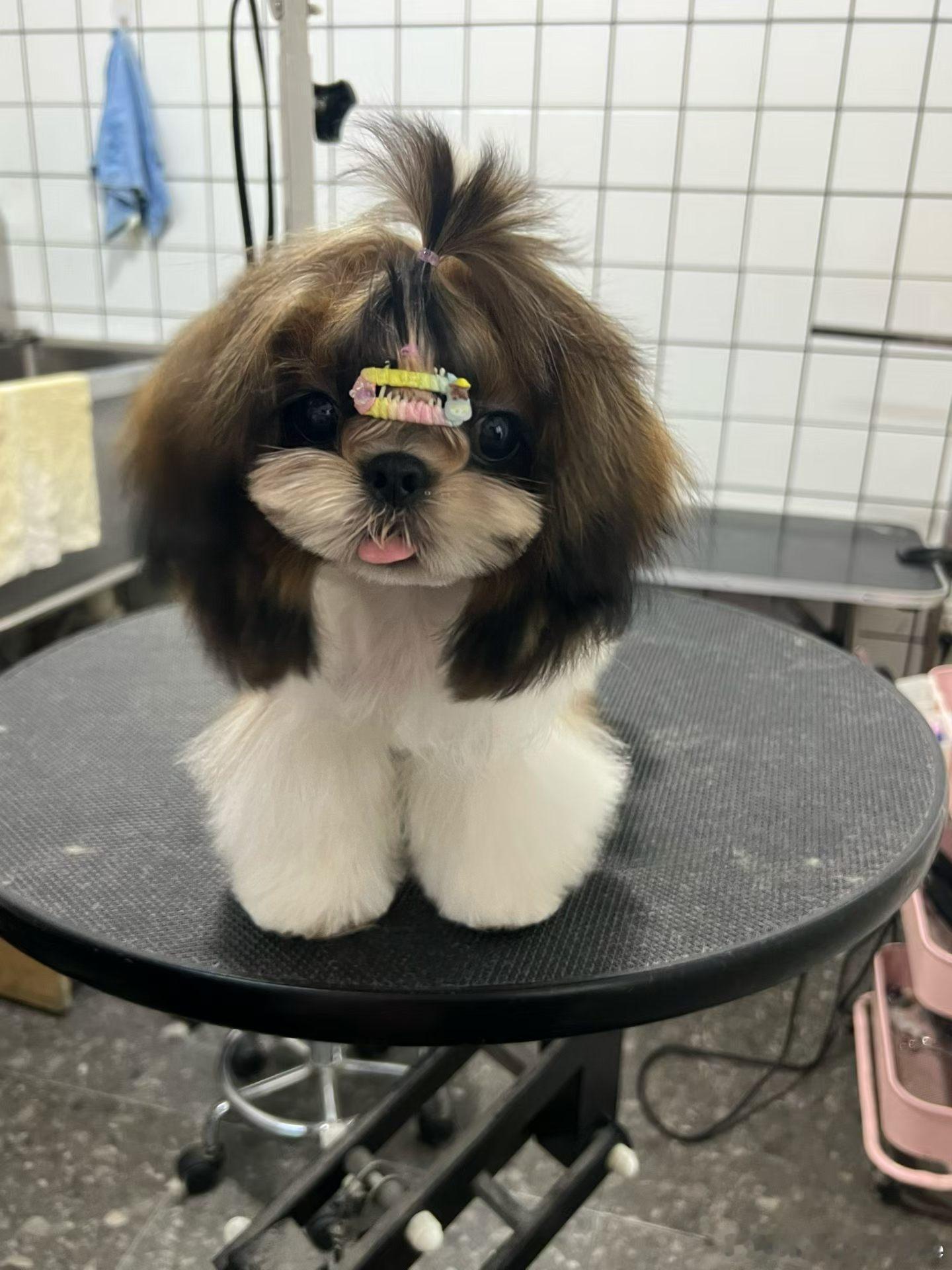 狗狗  ੯‧̀͡⬮  小狗狗say woo～～～ 