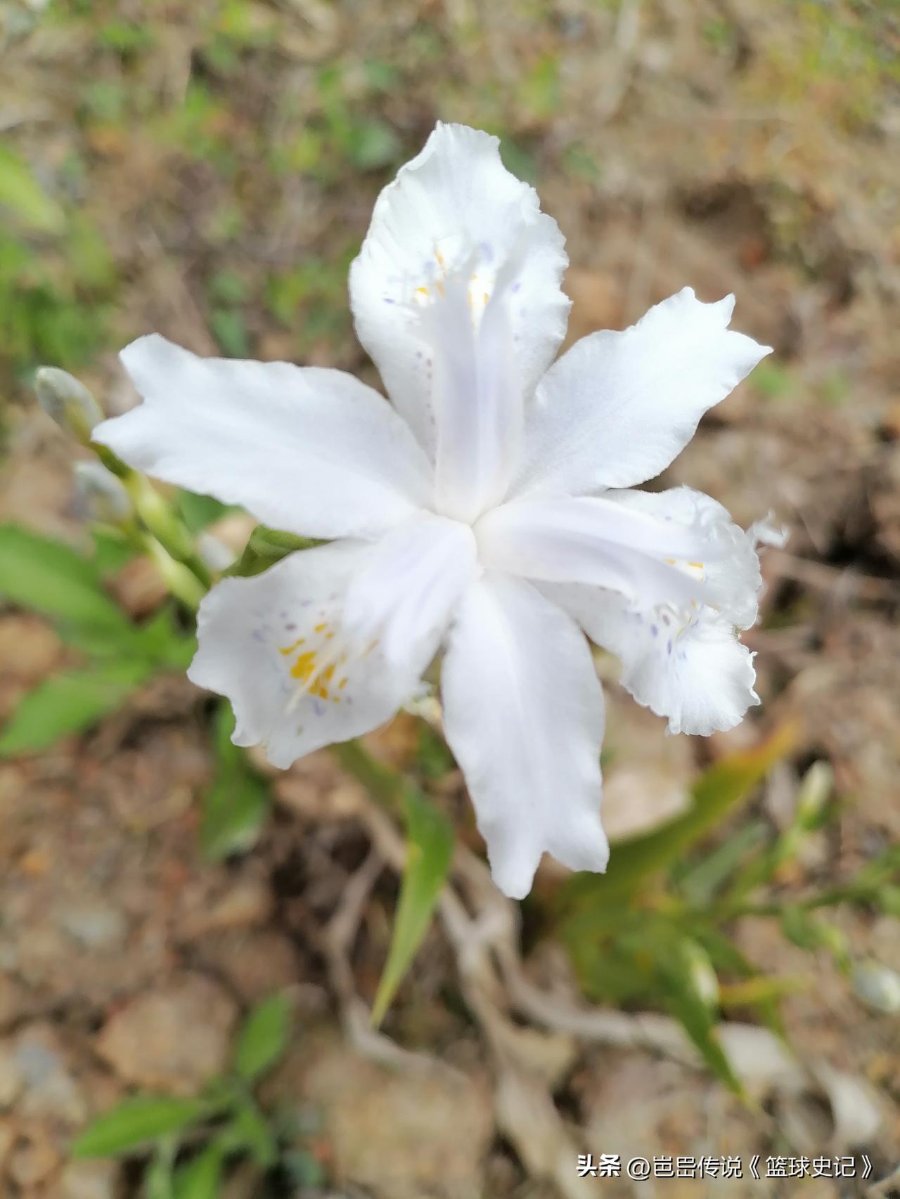 分享一下随手拍的花草