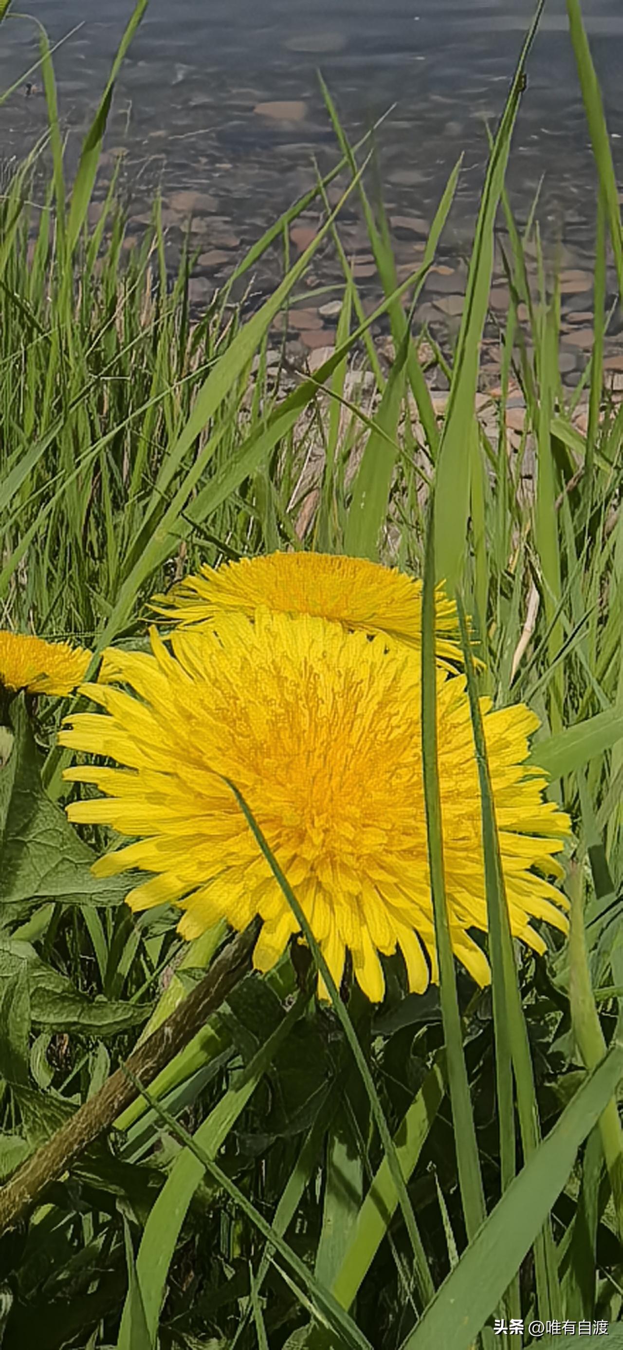 分享一张随手拍的花在东北的吉林市，每当小满前后，山坡上，田野里，乡道旁，还有房前