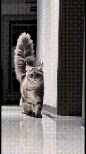 这是背了个猫毛掸子吗